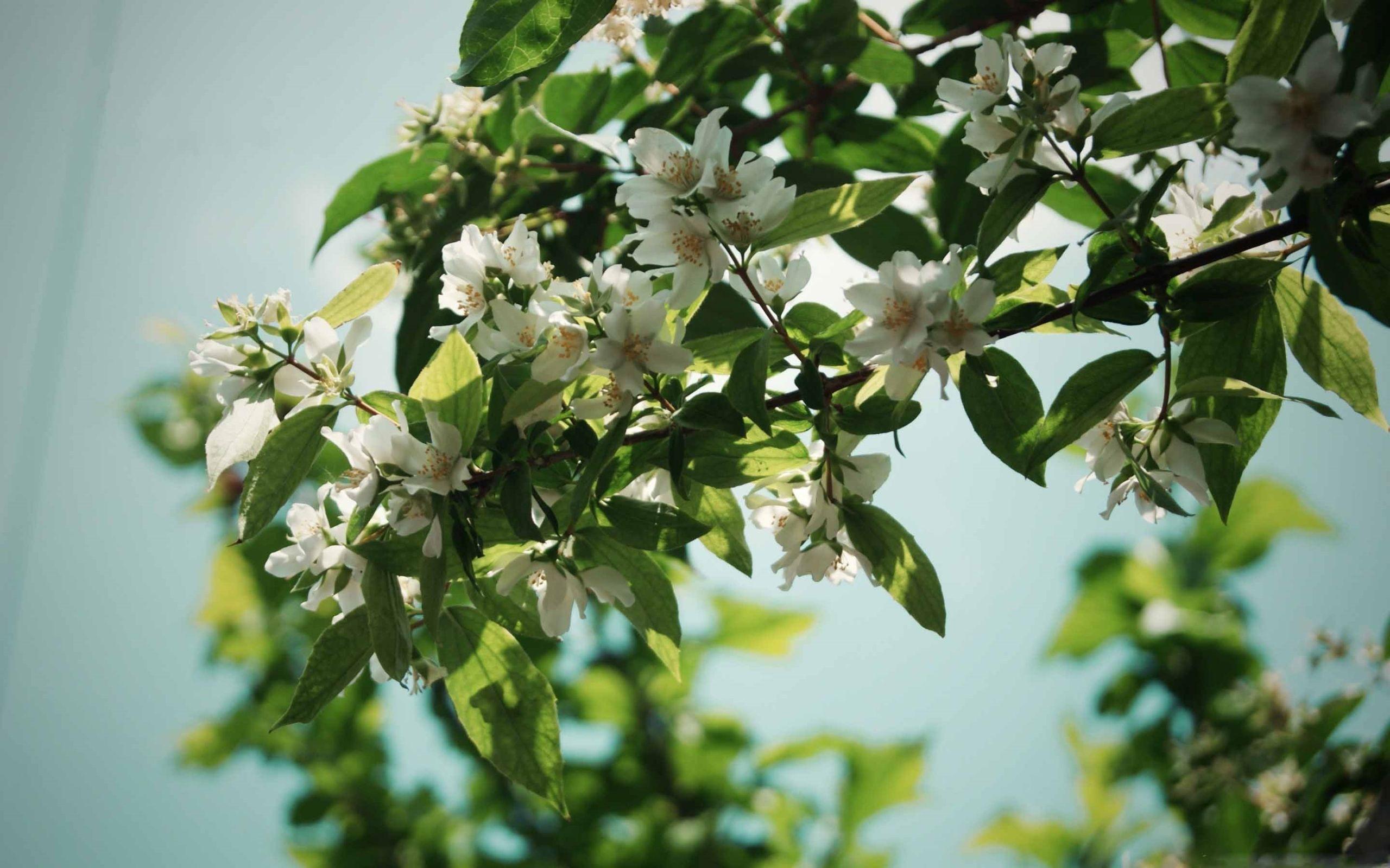 2560x1600 Jasmine Flowers Mac Wallpaper Download