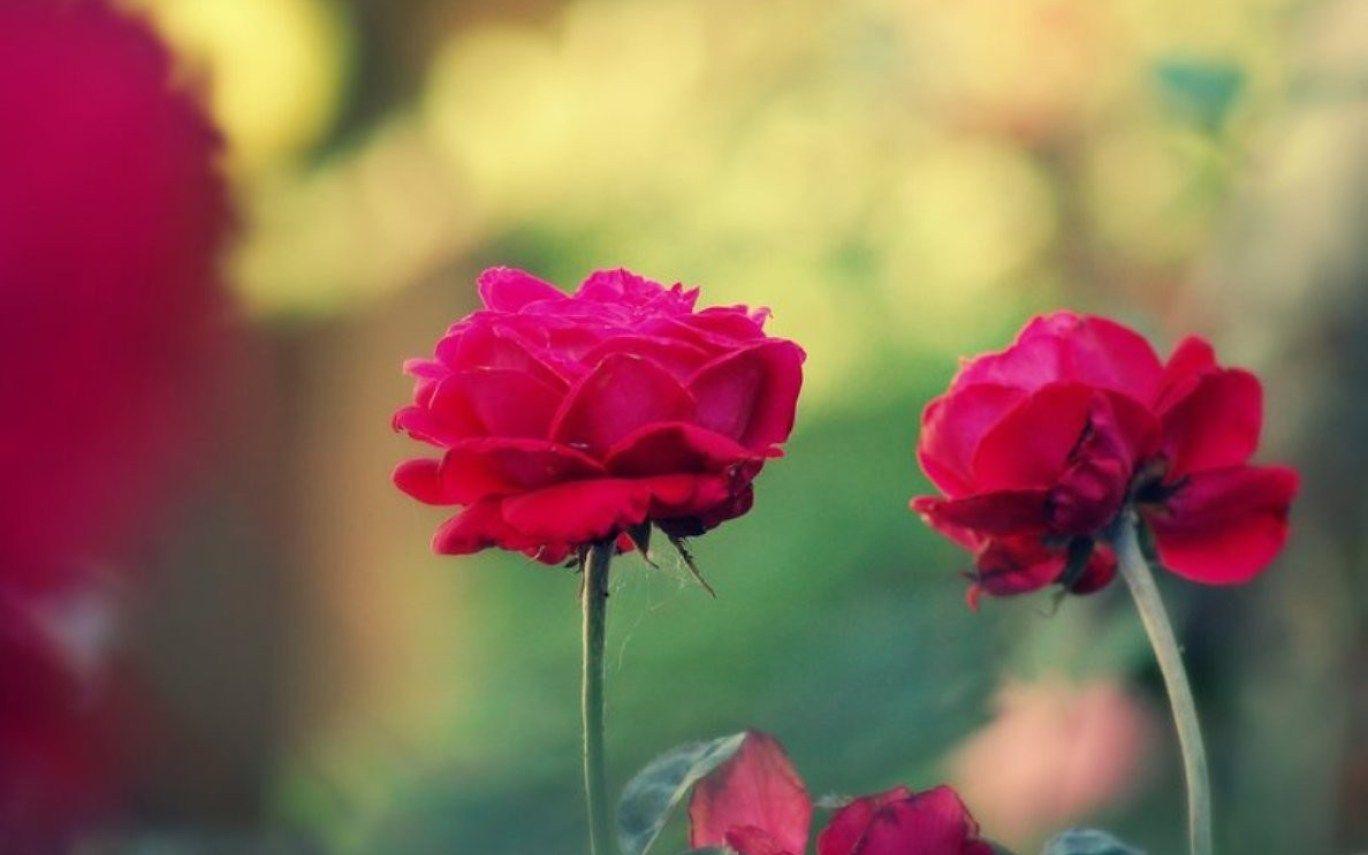 1368x855 Red Burn Soft Nature Flowers Jasmine Flower Wallpaper