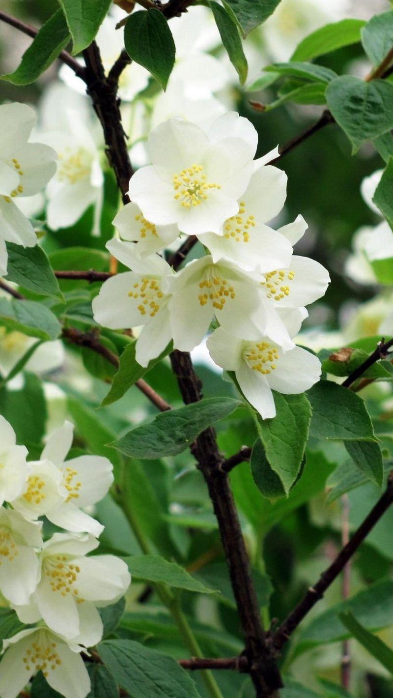800x1420 Related Wallpaper Jasmine, Blossoms Flower Wallpaper
