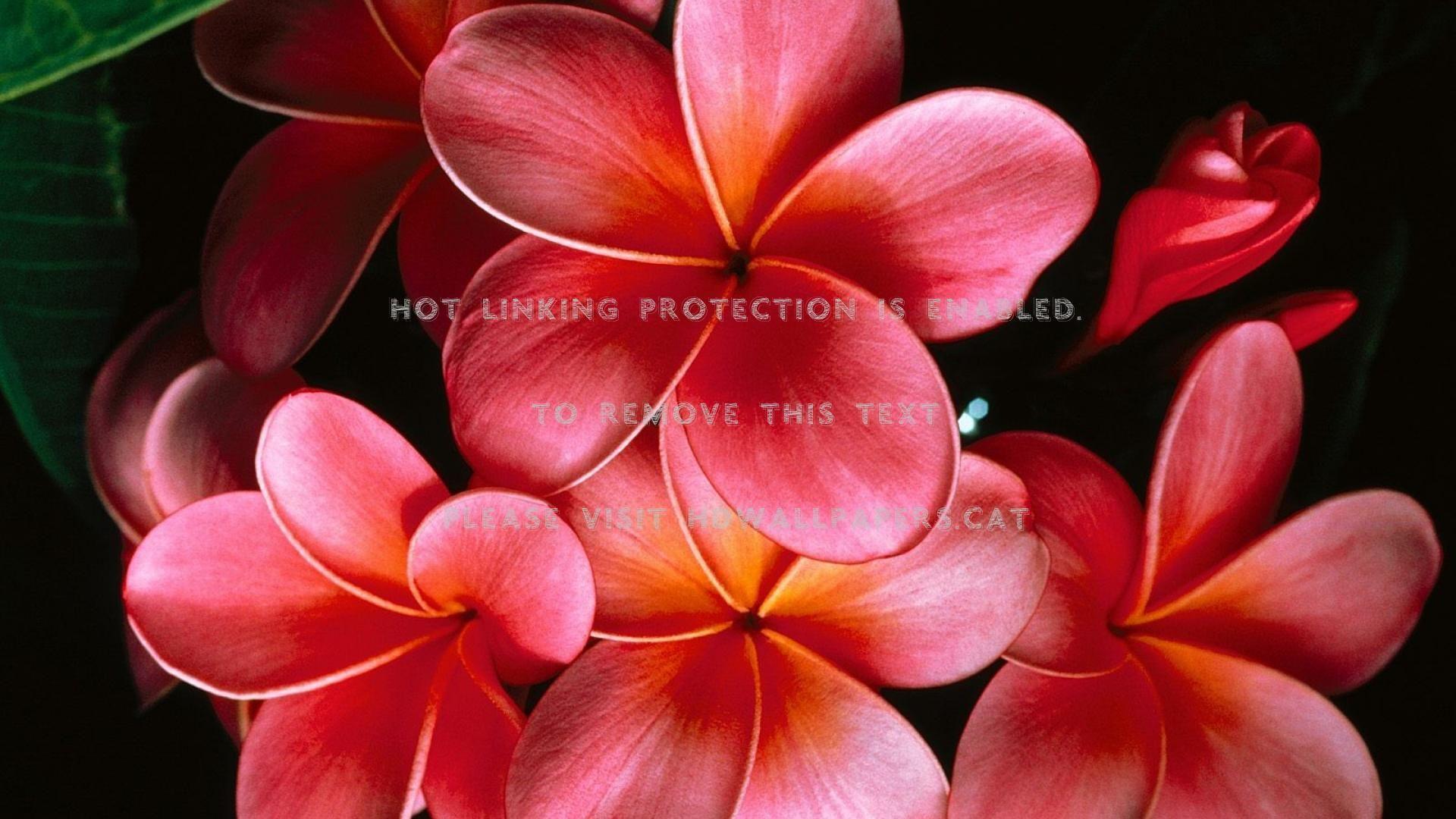 1920x1080 bouquet of pink jasmine flowers red picture