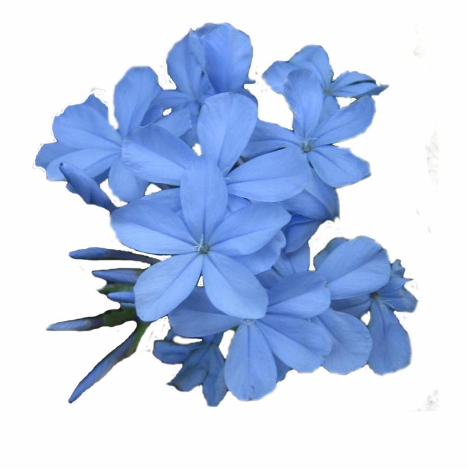 920x922 Jasmine Flower Wallpaper