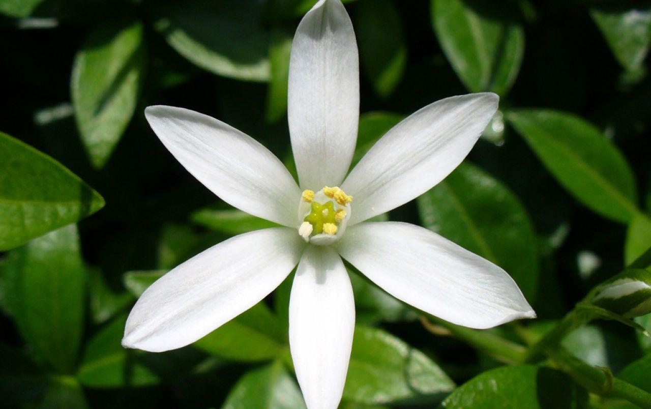 1280x804 A white flower wallpaper. A white flower