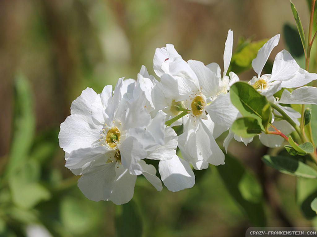 1024x768 Wallpaper white jasmine flower wallpaper. Crazy in LalaPics