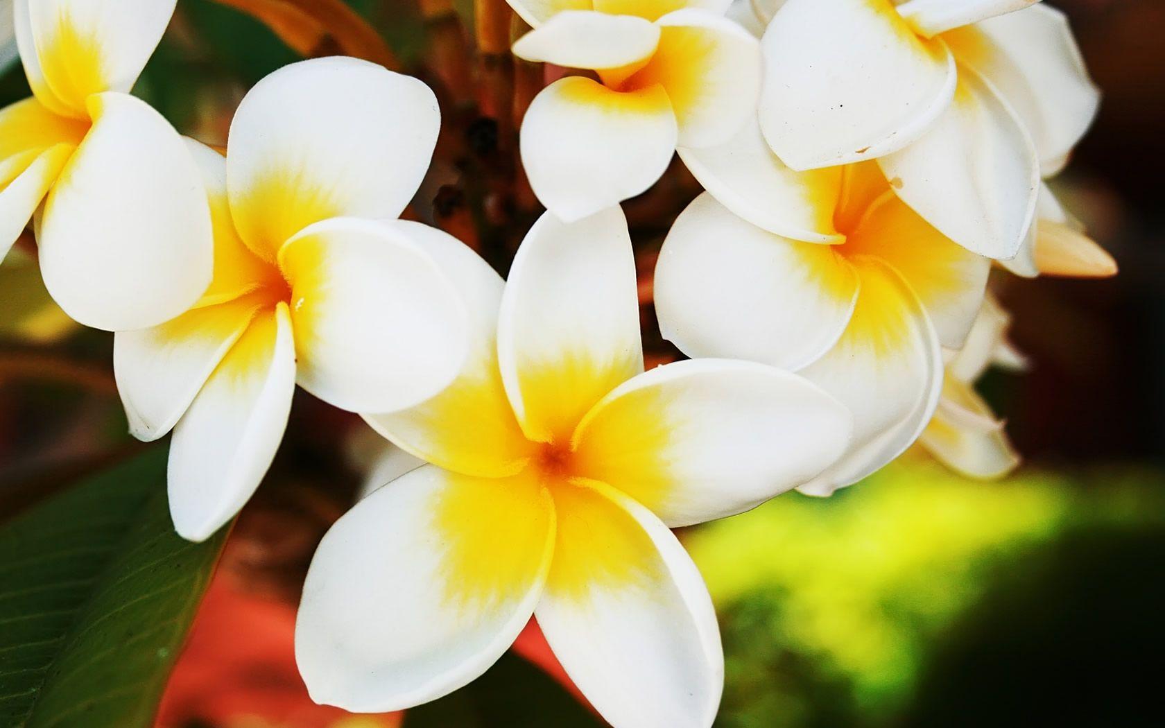 1680x1050 Free download Jasmine Flower Wallpaper [1680x1050]