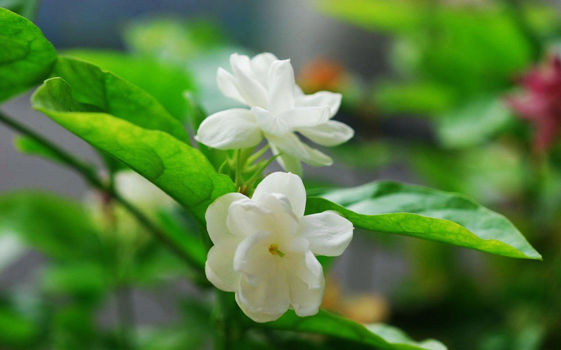 1920x1200 Jasmine Flower Wallpaper