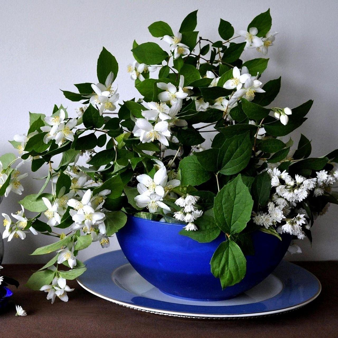 1280x1280 Download wallpaper 1280x1280 jasmine, flower, spring, bowl, china