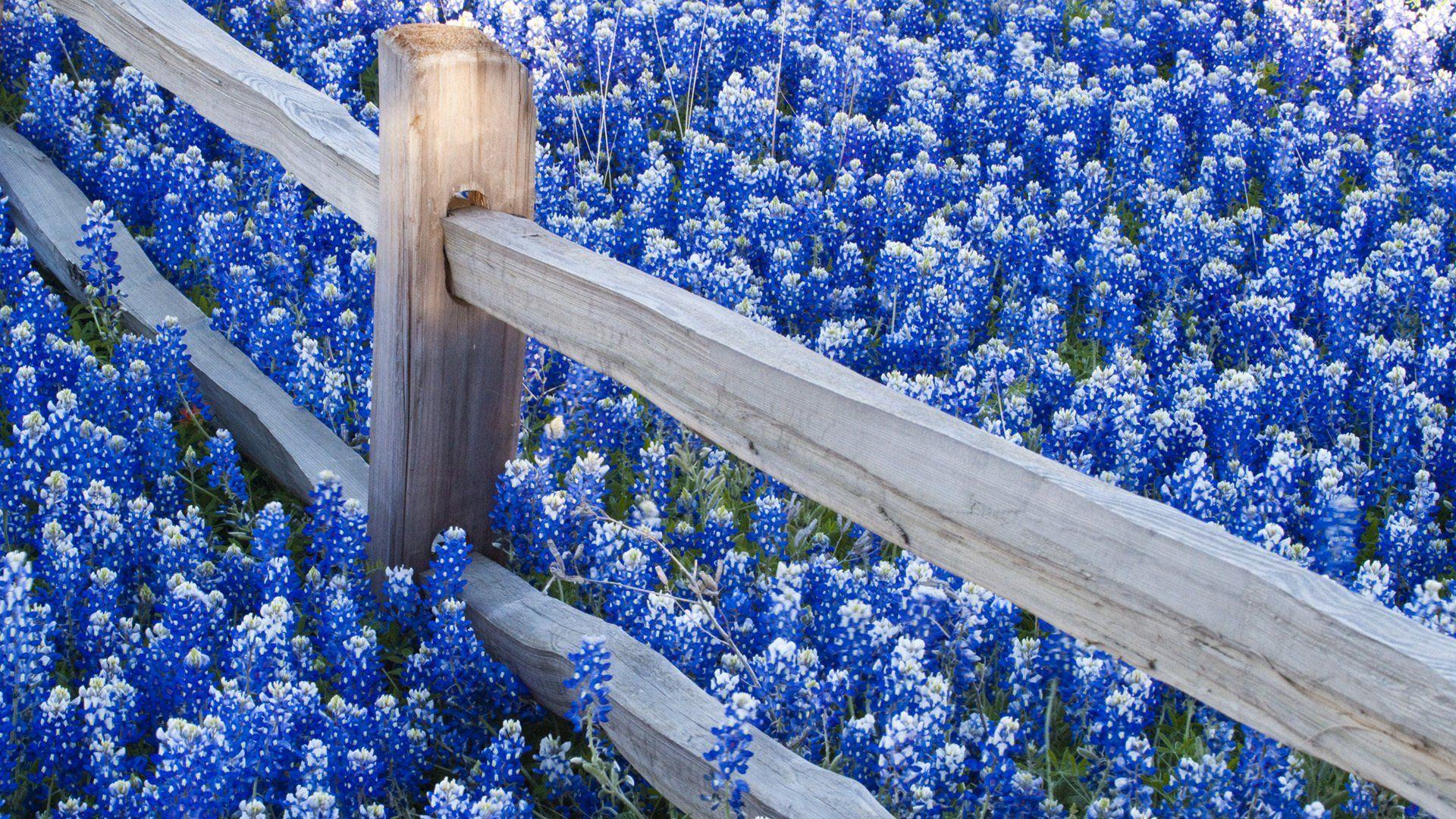 1920x1080 Texas Bluebonnets HD Wallpaper and Background Image
