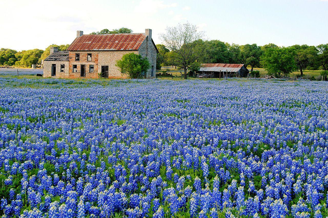 1280x851 Texas Bluebonnets Wallpaper