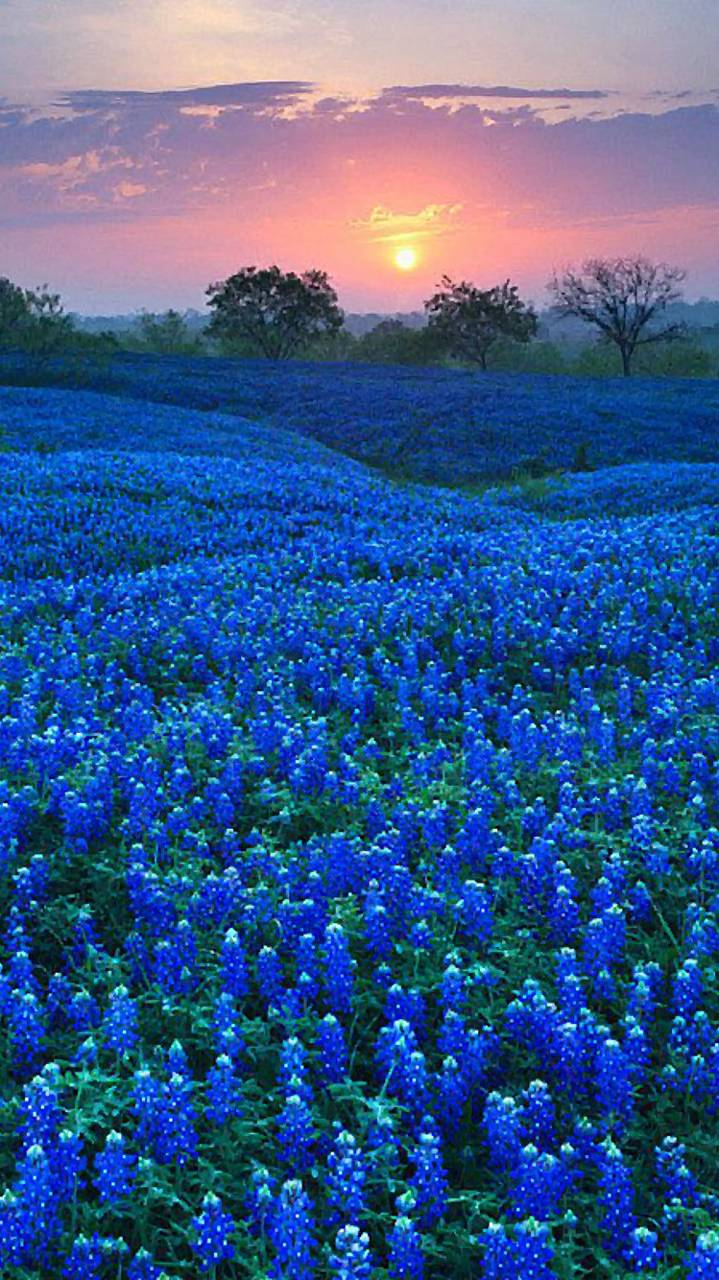 Bluebonnets Wallpapers - Top Free Bluebonnets Backgrounds - WallpaperAccess