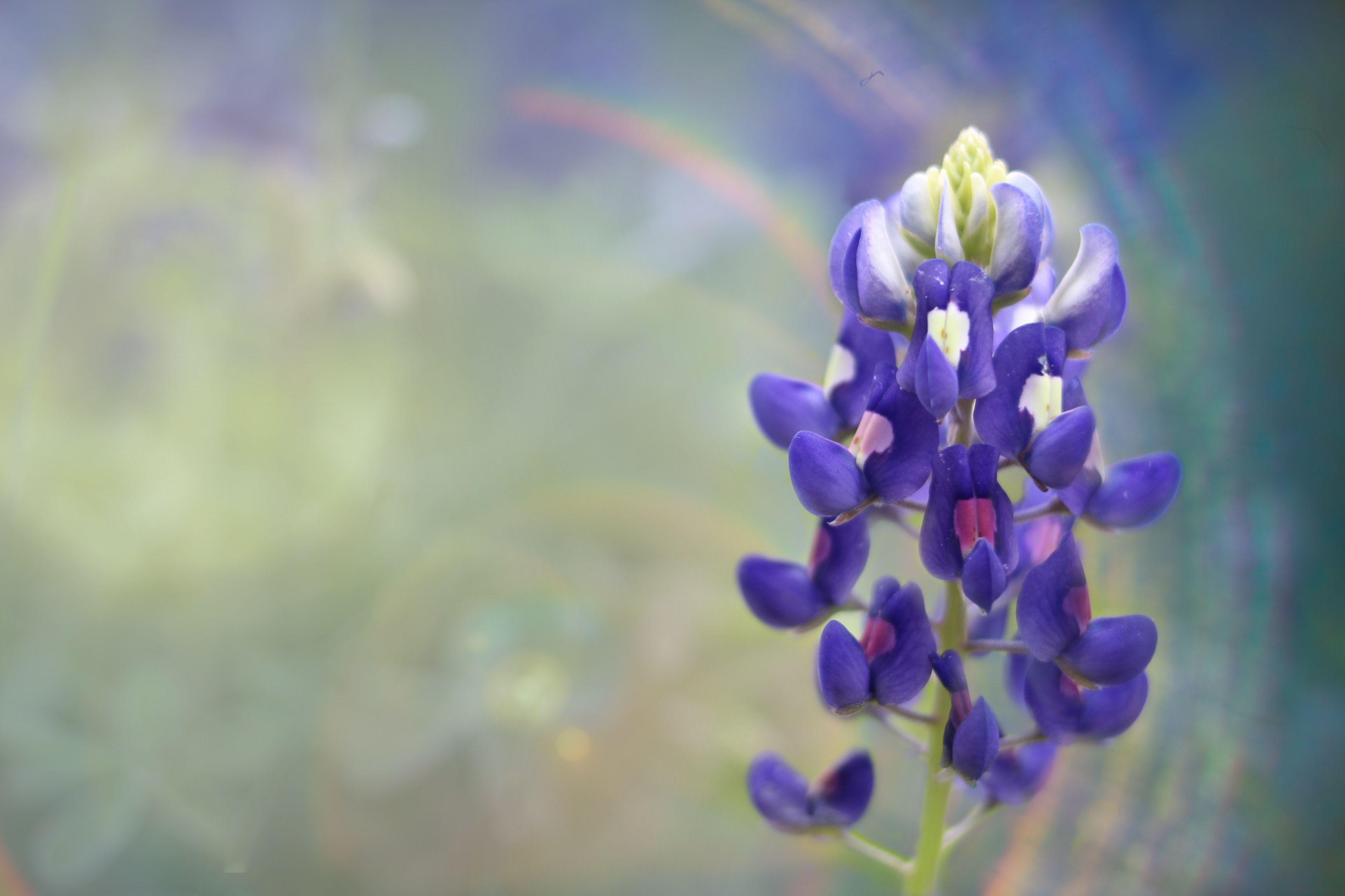 Bluebonnets Wallpapers - Top Free Bluebonnets Backgrounds - WallpaperAccess