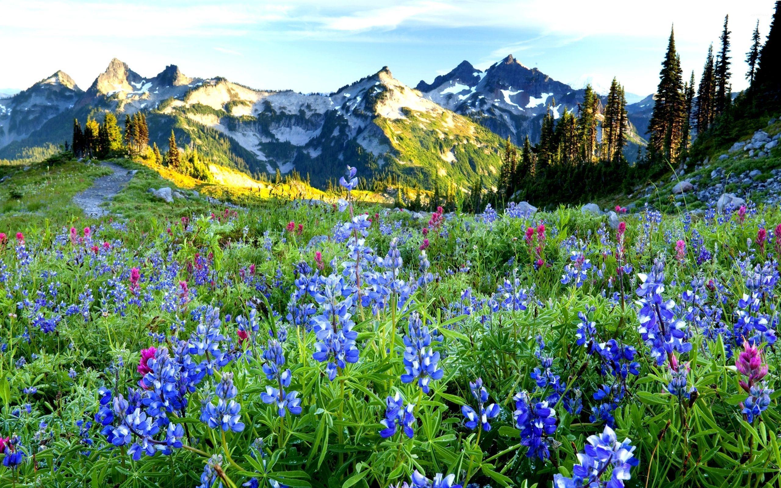 2560x1600 Bluebonnets near the snowy peaks wallpaper wallpaper