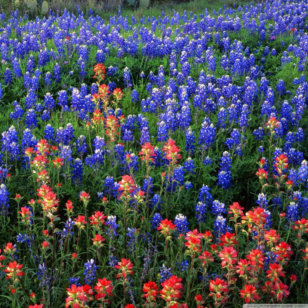 Shutter Stuff  Blue bonnets Texas bluebonnets Texas