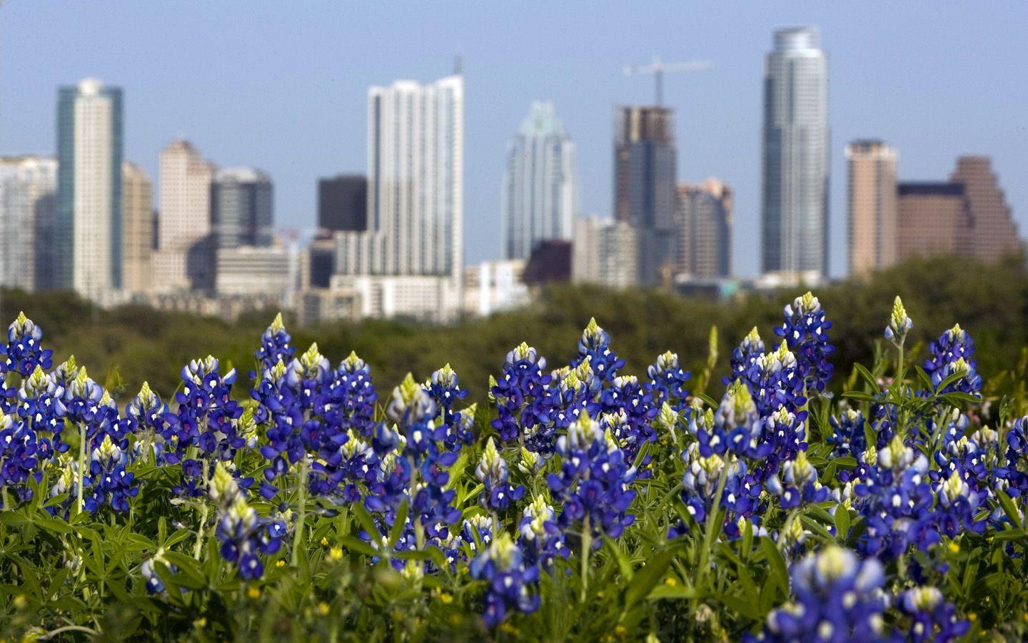 1440x901 Bluebonnets Wallpaper. Texas Bluebonnets