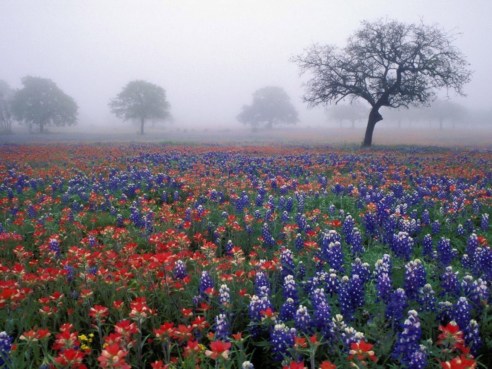 1600x1200 trees, Flowers, Fields, Bluebonnet Wallpaper HD / Desktop