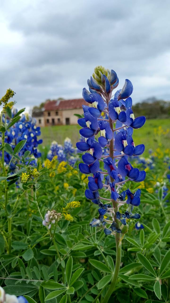 720x1280 Texas Bluebonnet Wallpaper