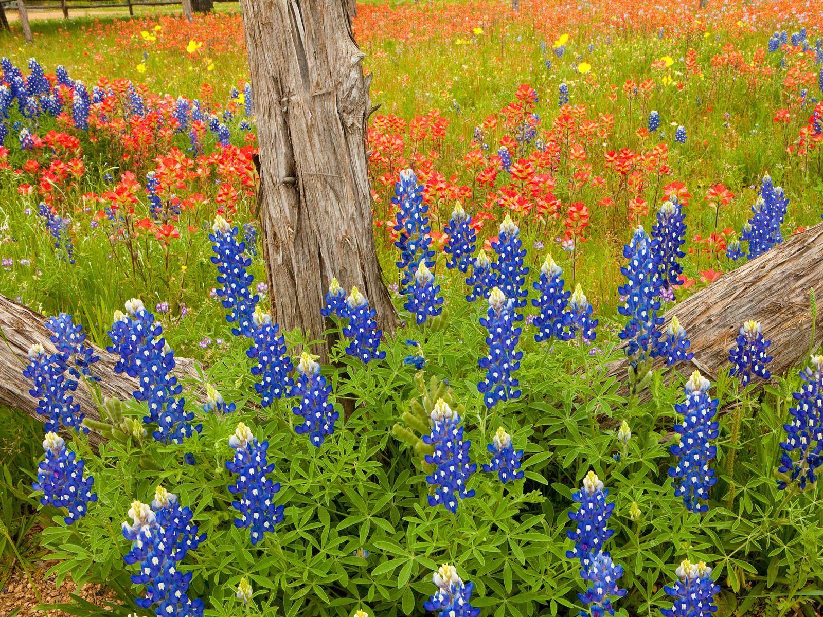 Bluebonnets Wallpapers - Top Free Bluebonnets Backgrounds - WallpaperAccess