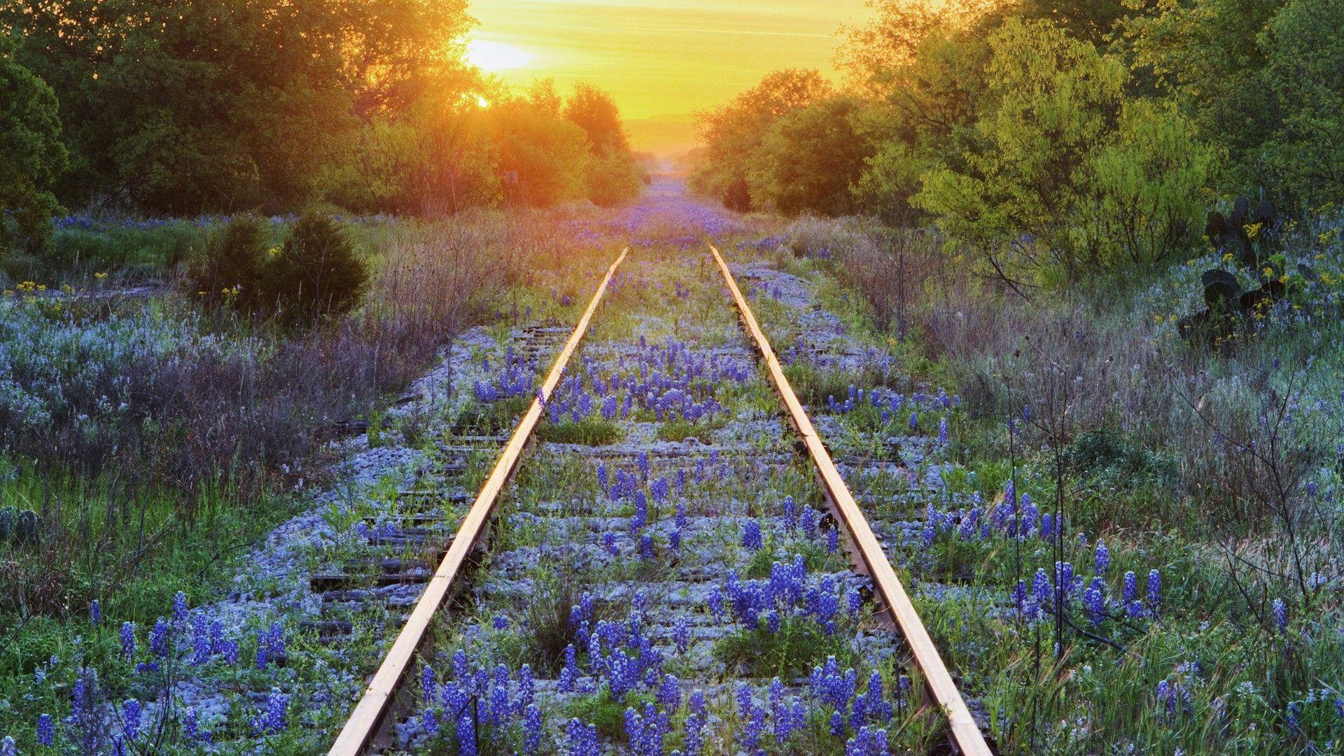 1920x1080 Texas, railroad tracks, blue flowers, Bluebonnet wallpaper