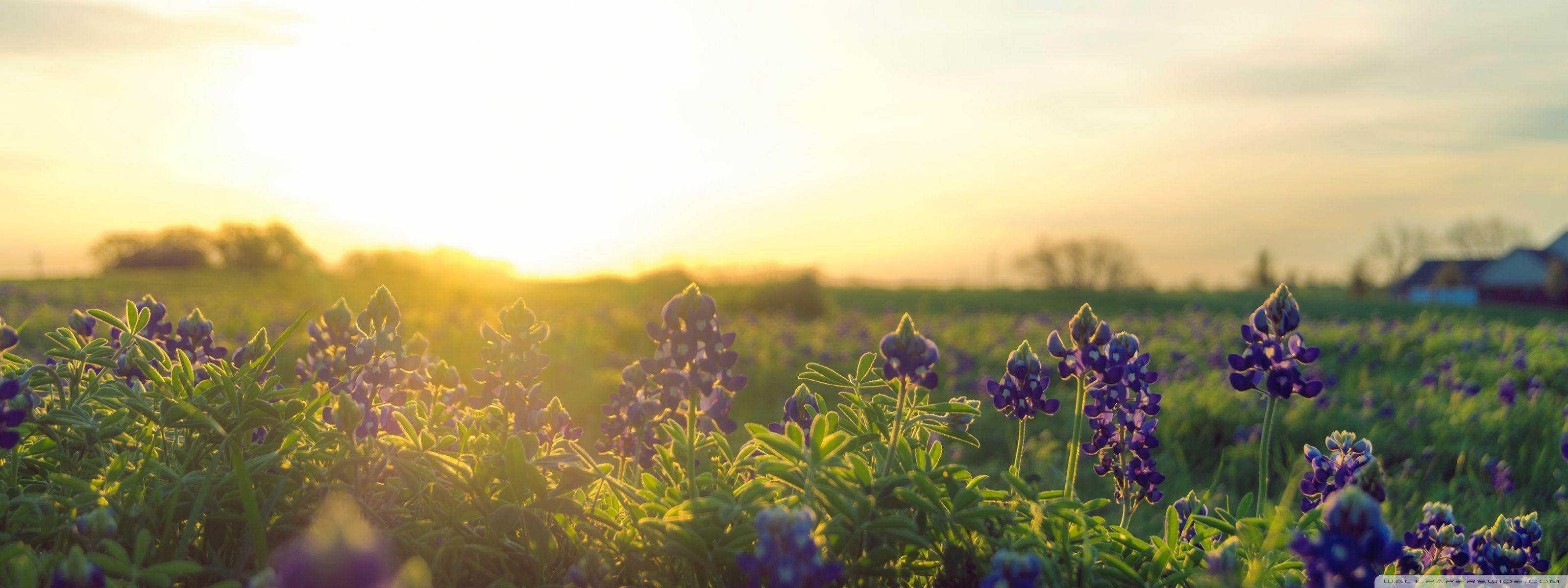 3200x1200 Bluebonnet Sunrise Ultra HD Desktop Background Wallpaper