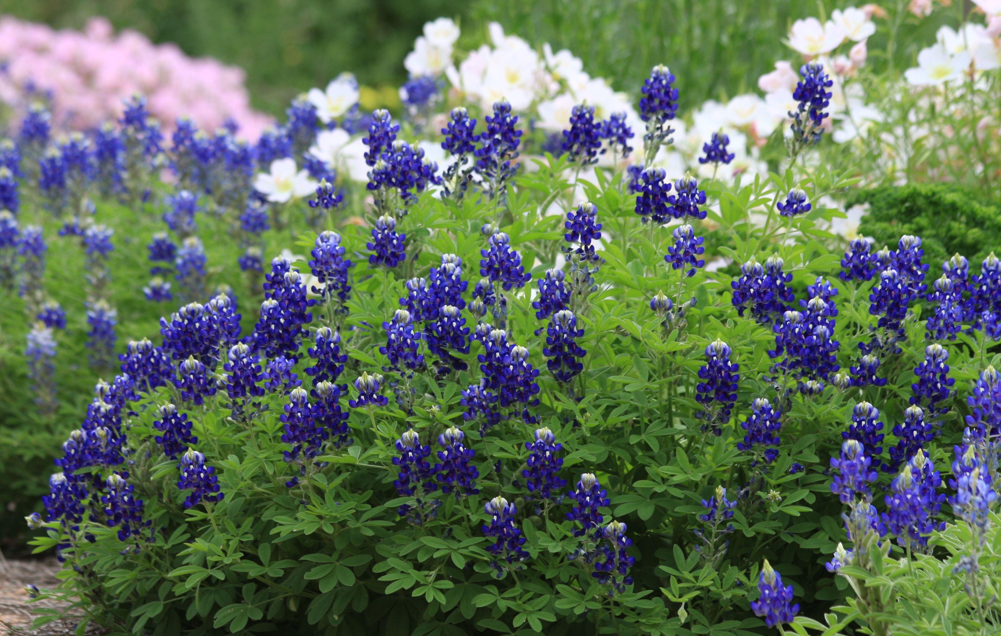 3373x2144 Lady Bird Johnson bluebonnet 'bluer than blue'