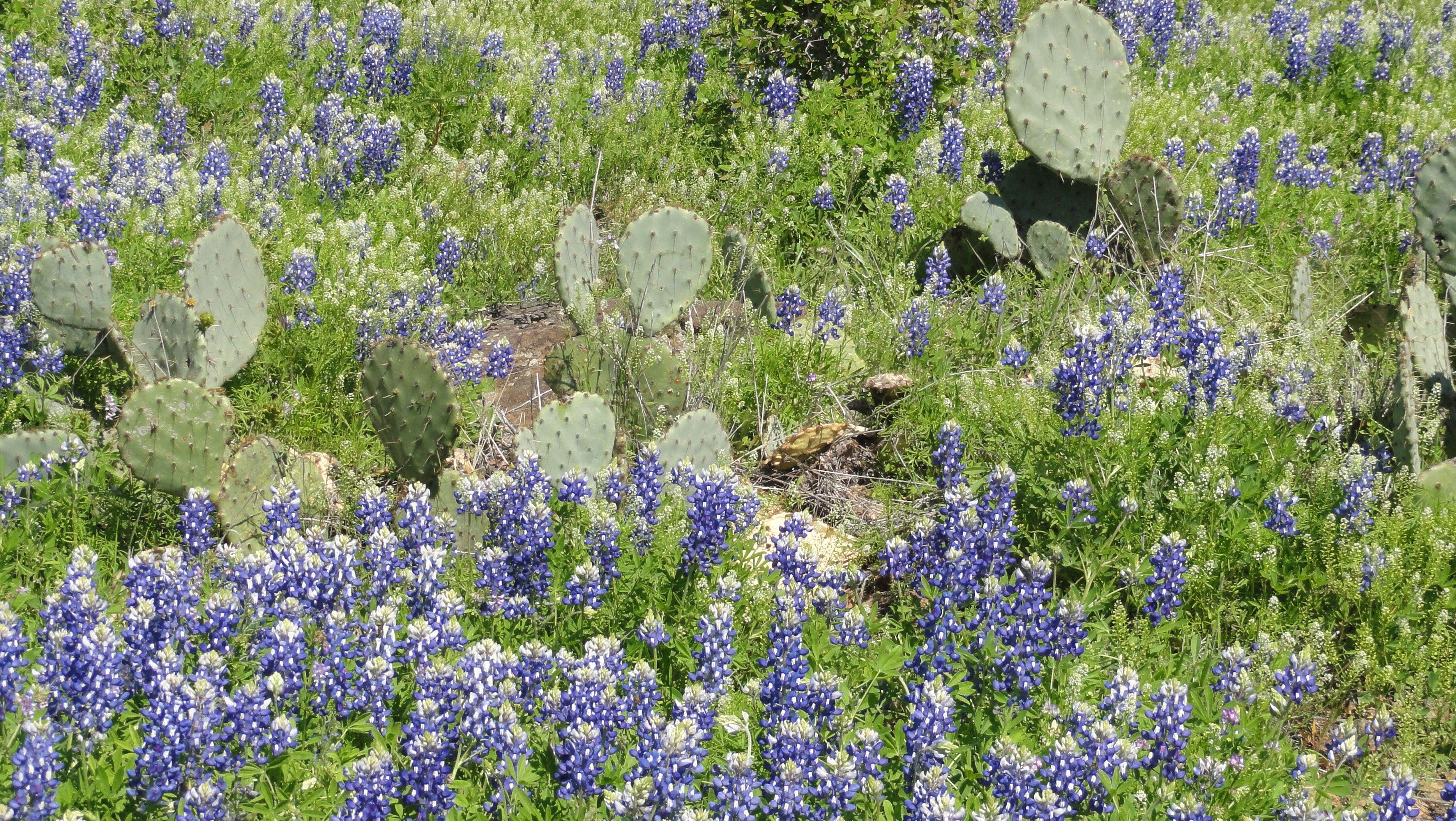 3648x2056 Free of bluebonnets, cactus, flowers