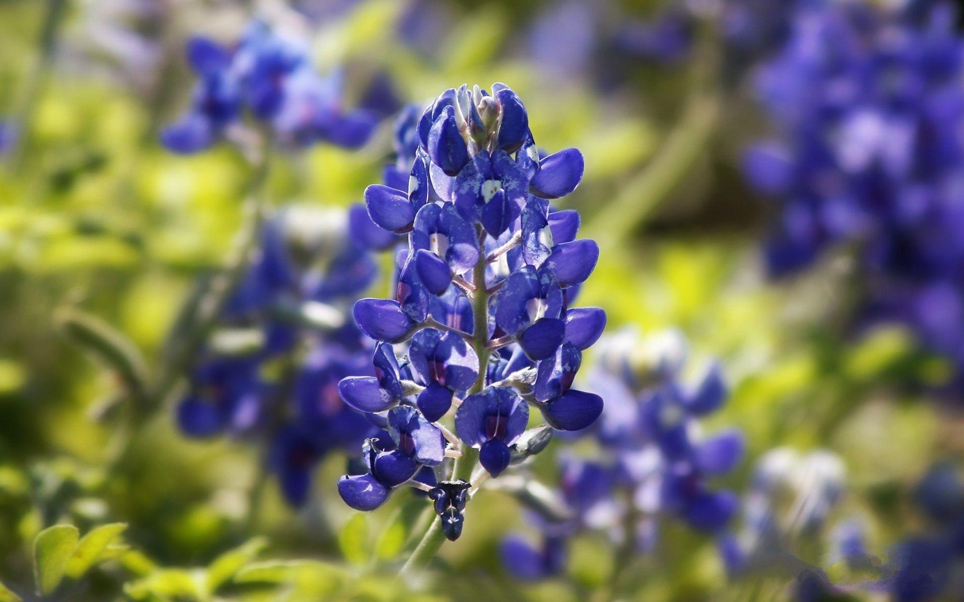 1920x1200 Texas Bluebonnet wallpaper wallpaper Collections