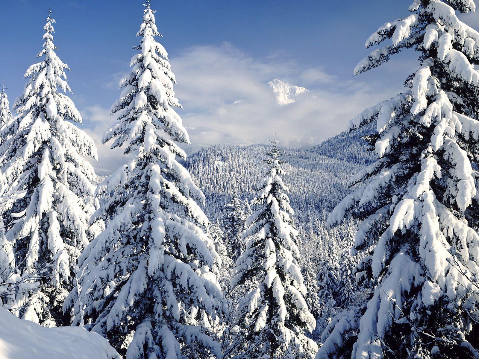 Snowy Trees Wallpapers - Top Free Snowy Trees Backgrounds - WallpaperAccess