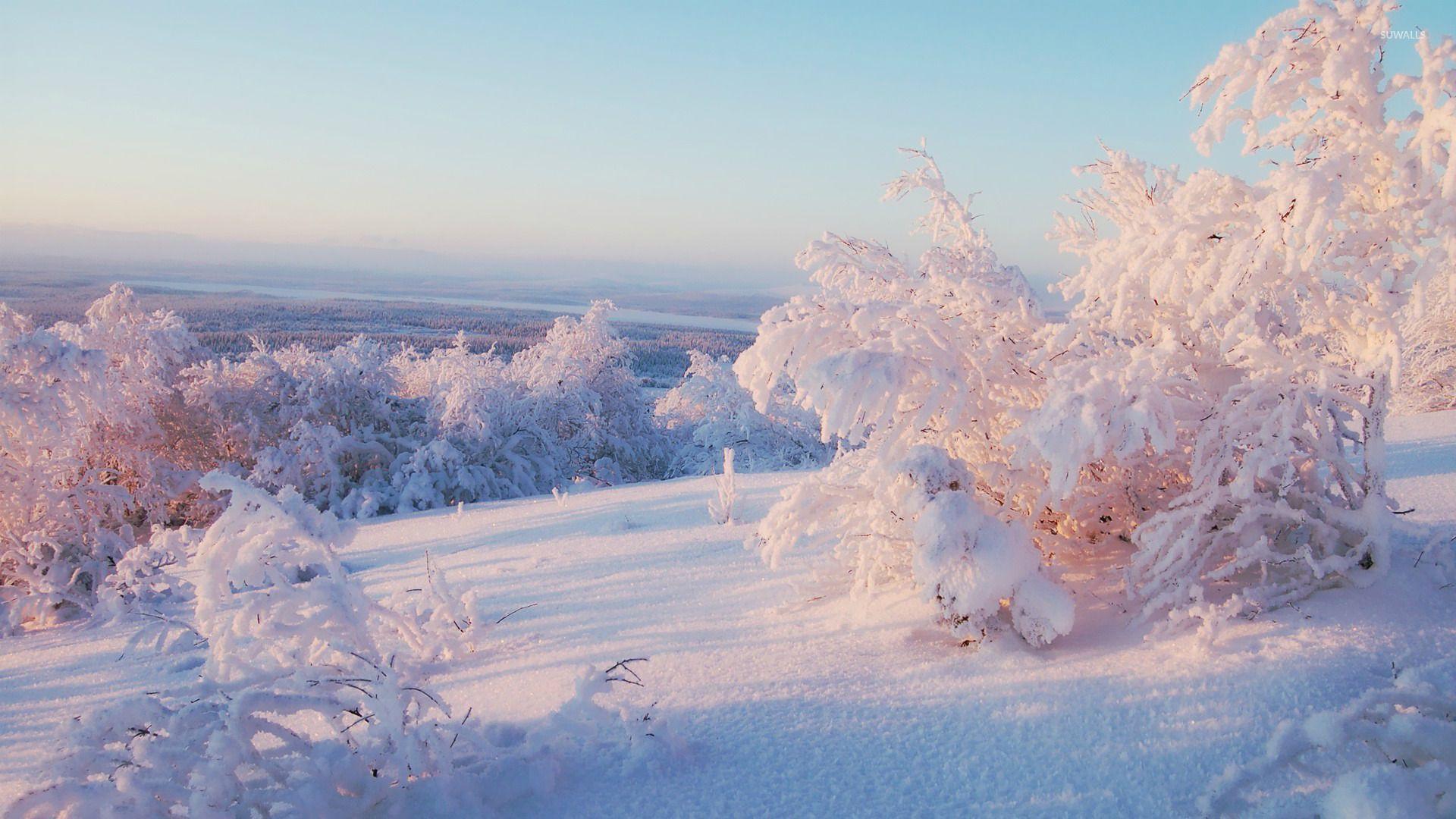1920x1080 Snowy trees wallpaper wallpaper