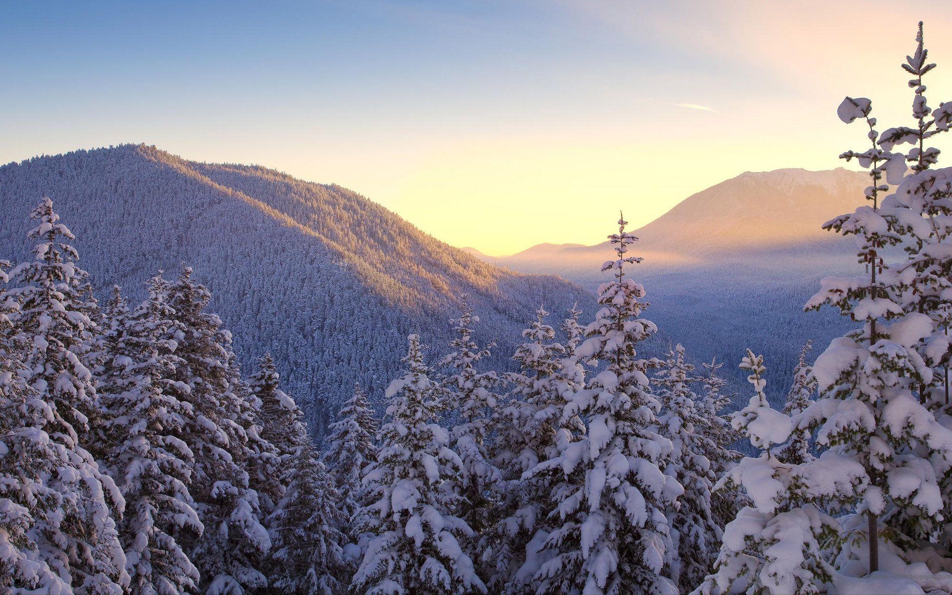 1920x1200 Snowy Trees Wallpaperx1200