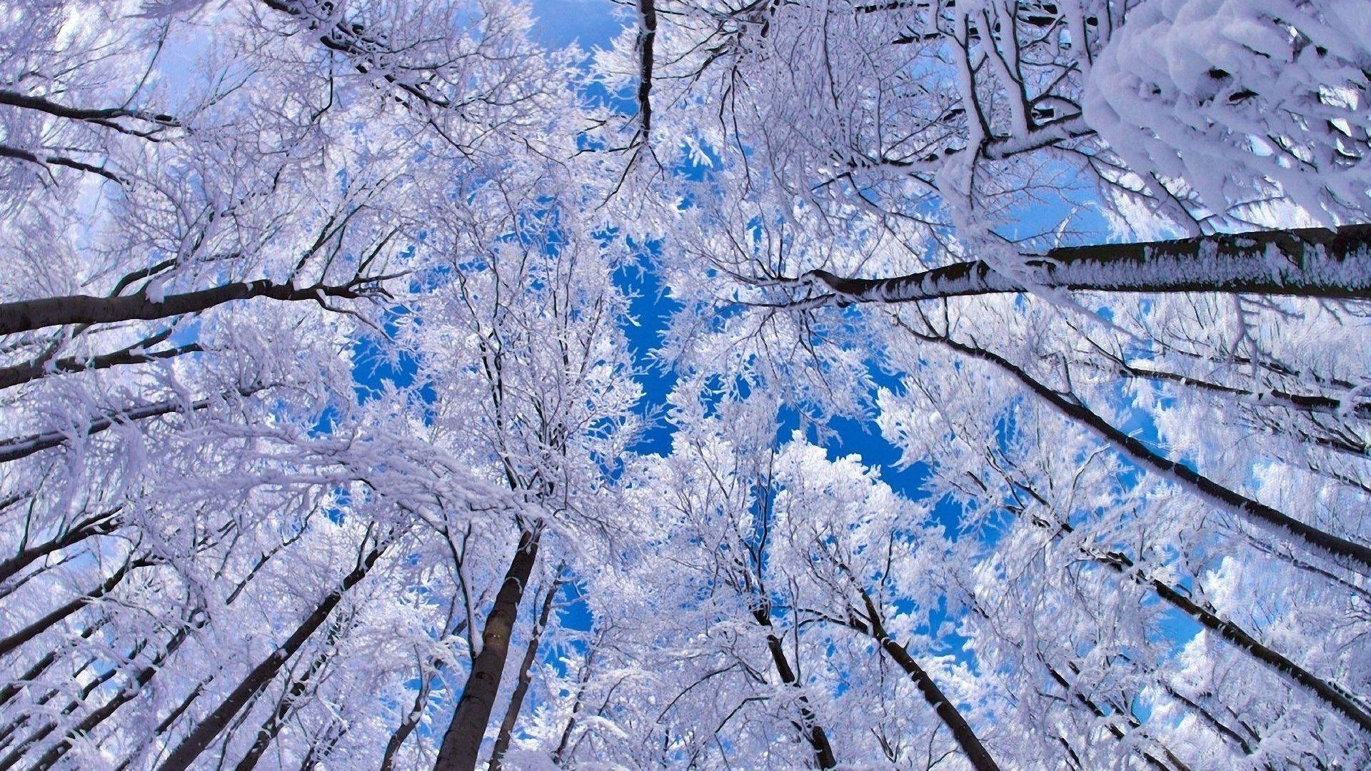 1920x1080 Snowy Trees 16345 HD wallpaper