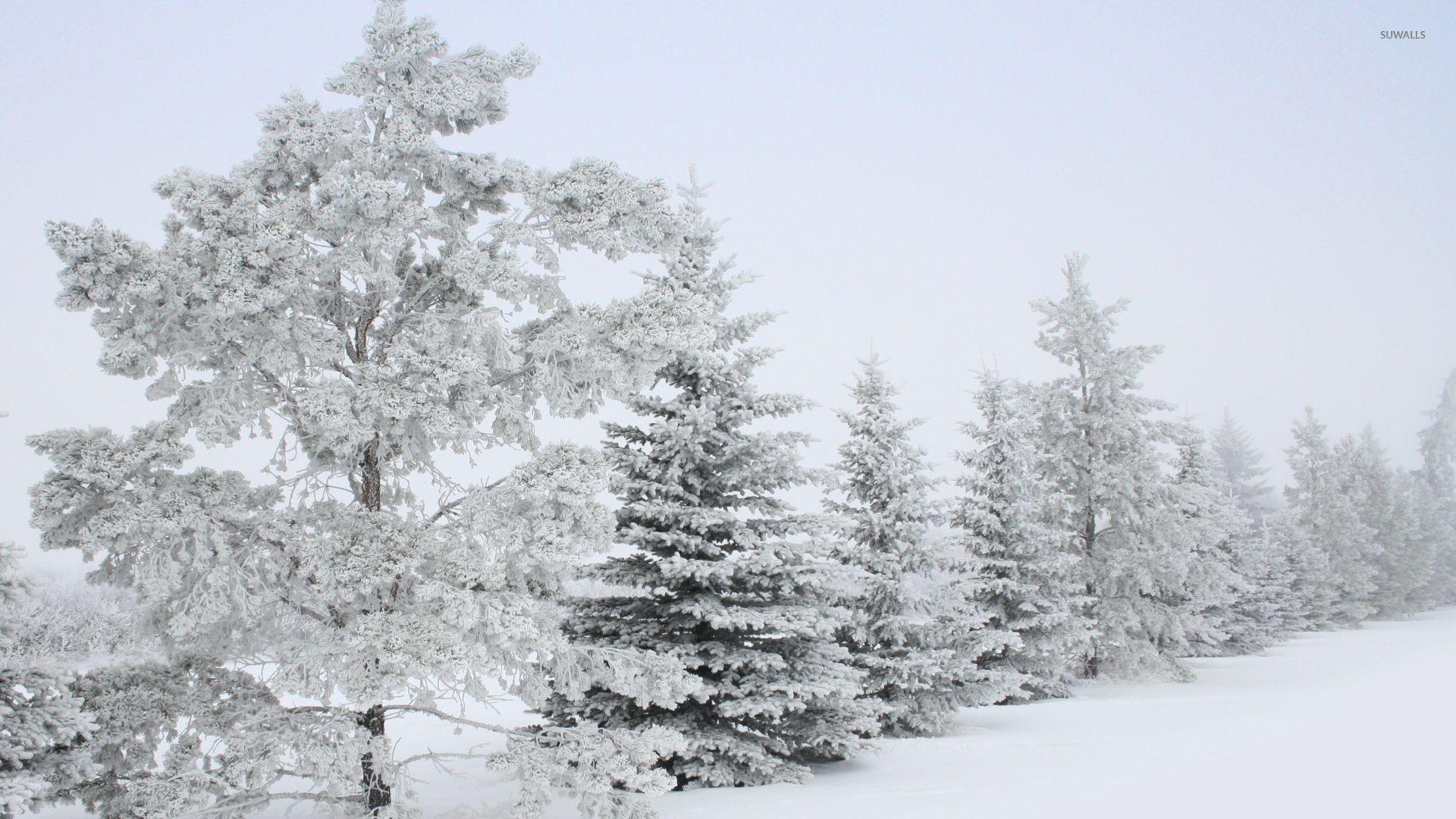 1920x1080 Snowy trees [3] wallpaper wallpaper