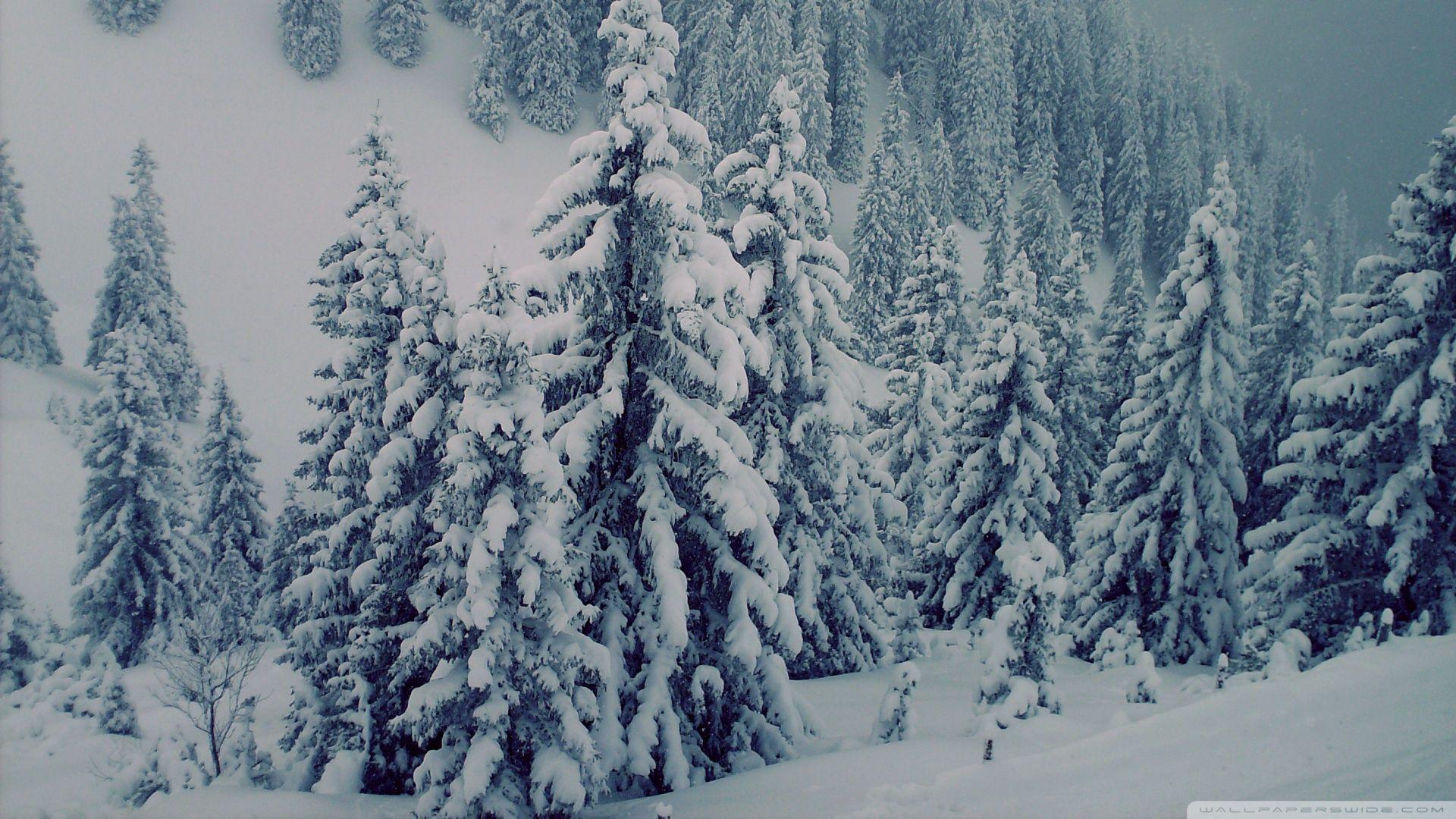 1920x1080 Free download Snowy Fir Trees 3 Wallpaper 1920x1080 Snowy Fir