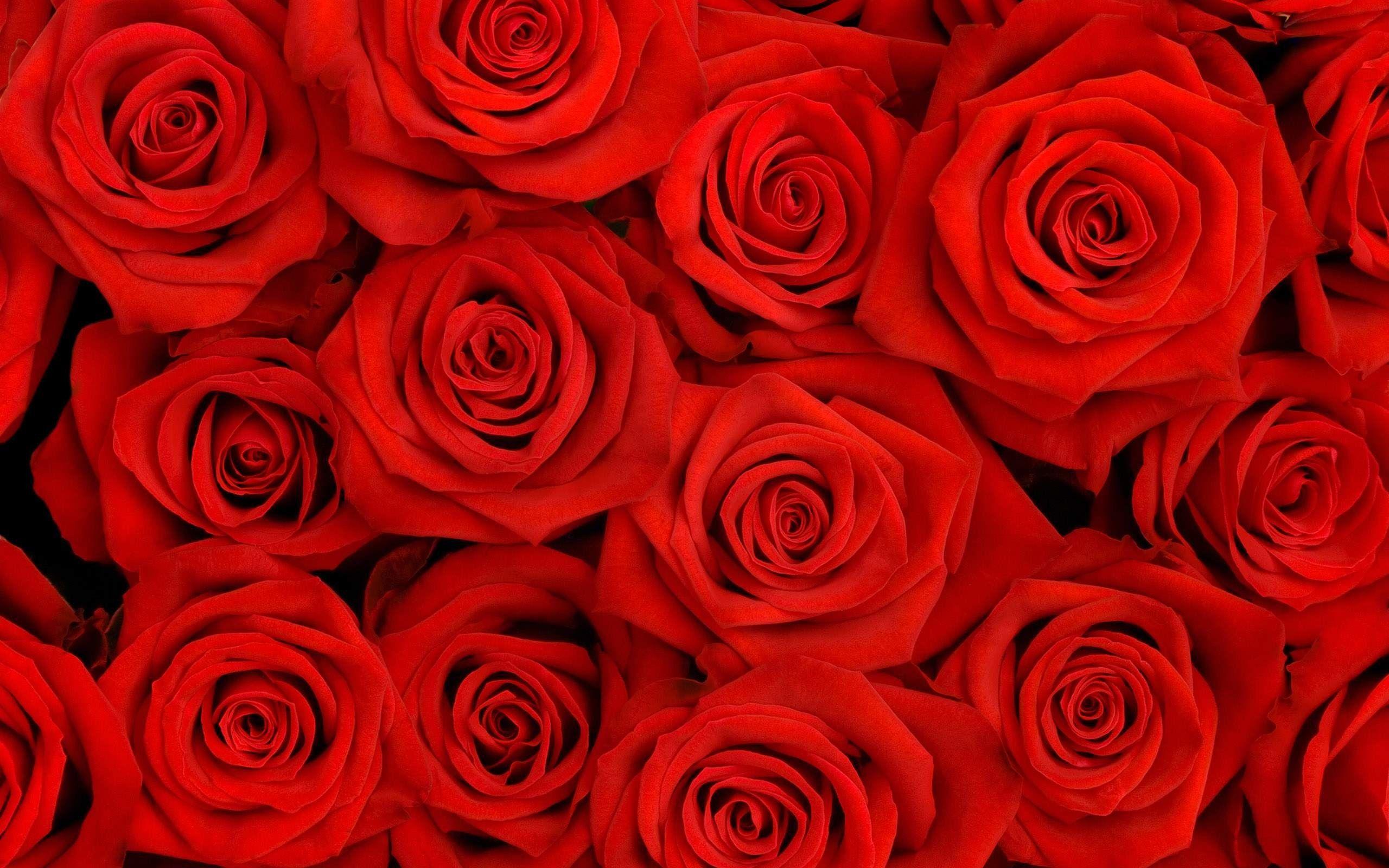 2560x1600 Red Flowers Wallpaper
