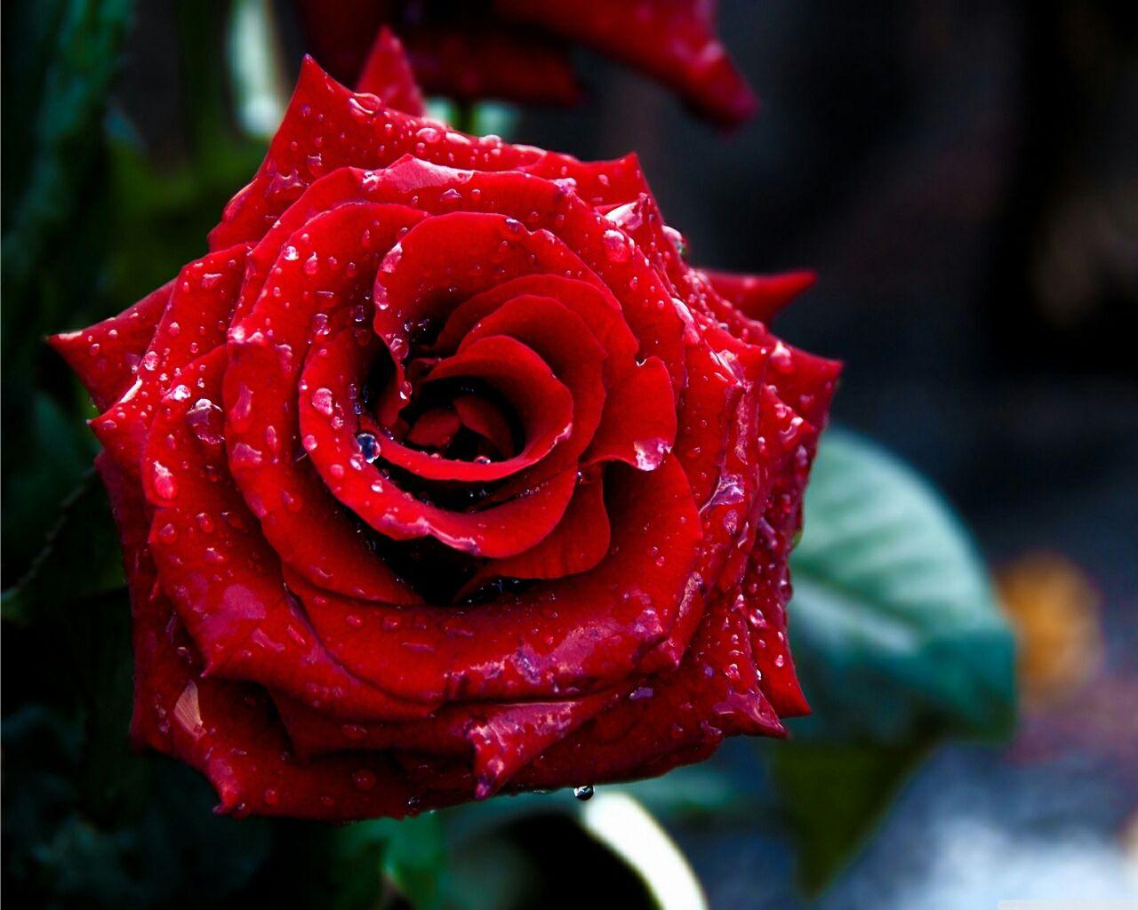 1280x1024 Red Flowers Background