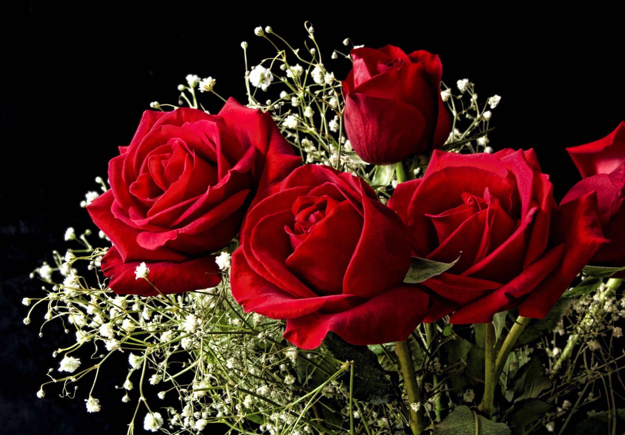 2436x1695 Red Flowers Wallpaper