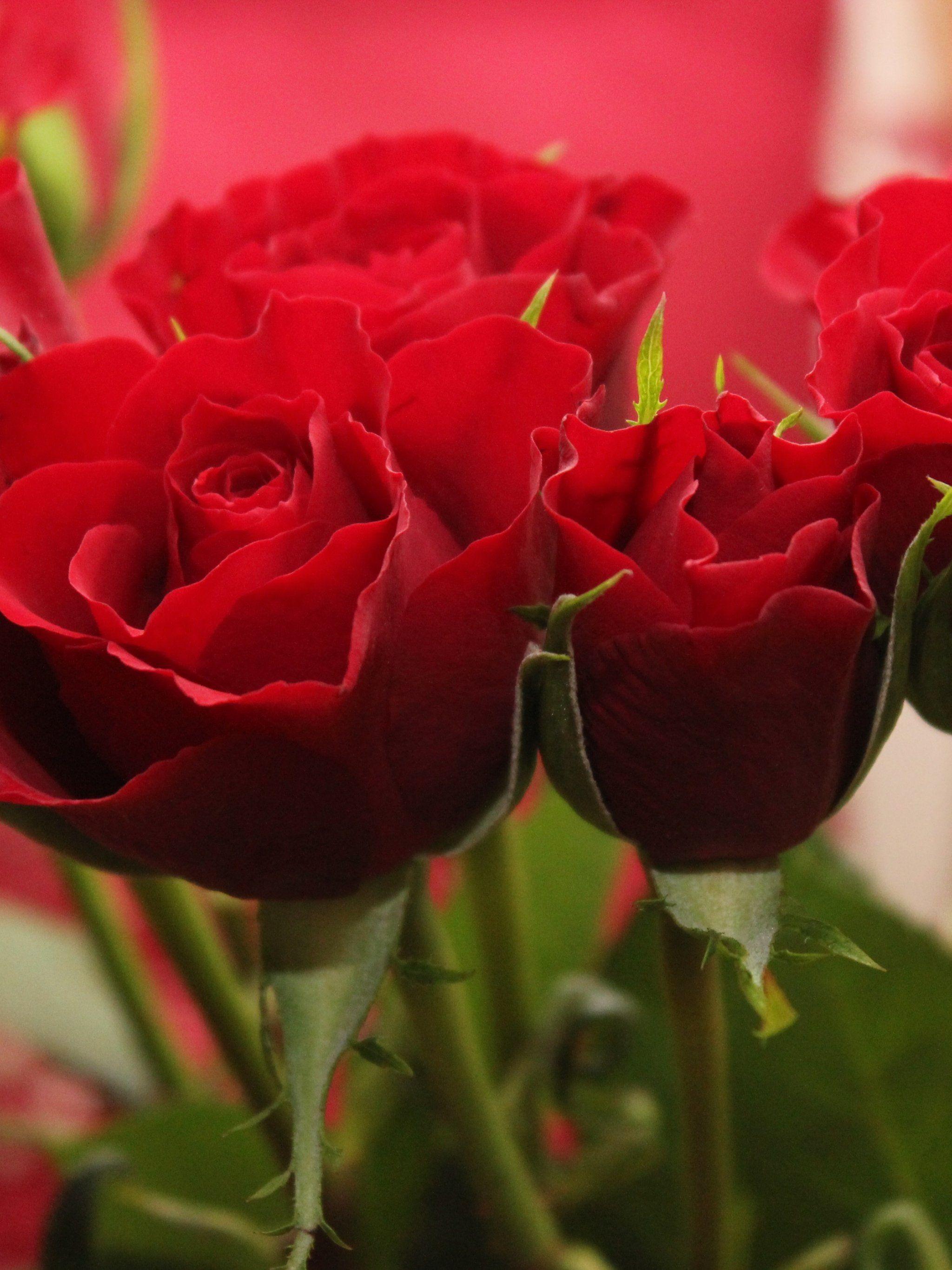 2048x2732 Red Roses Wallpaper, Android & Desktop Background