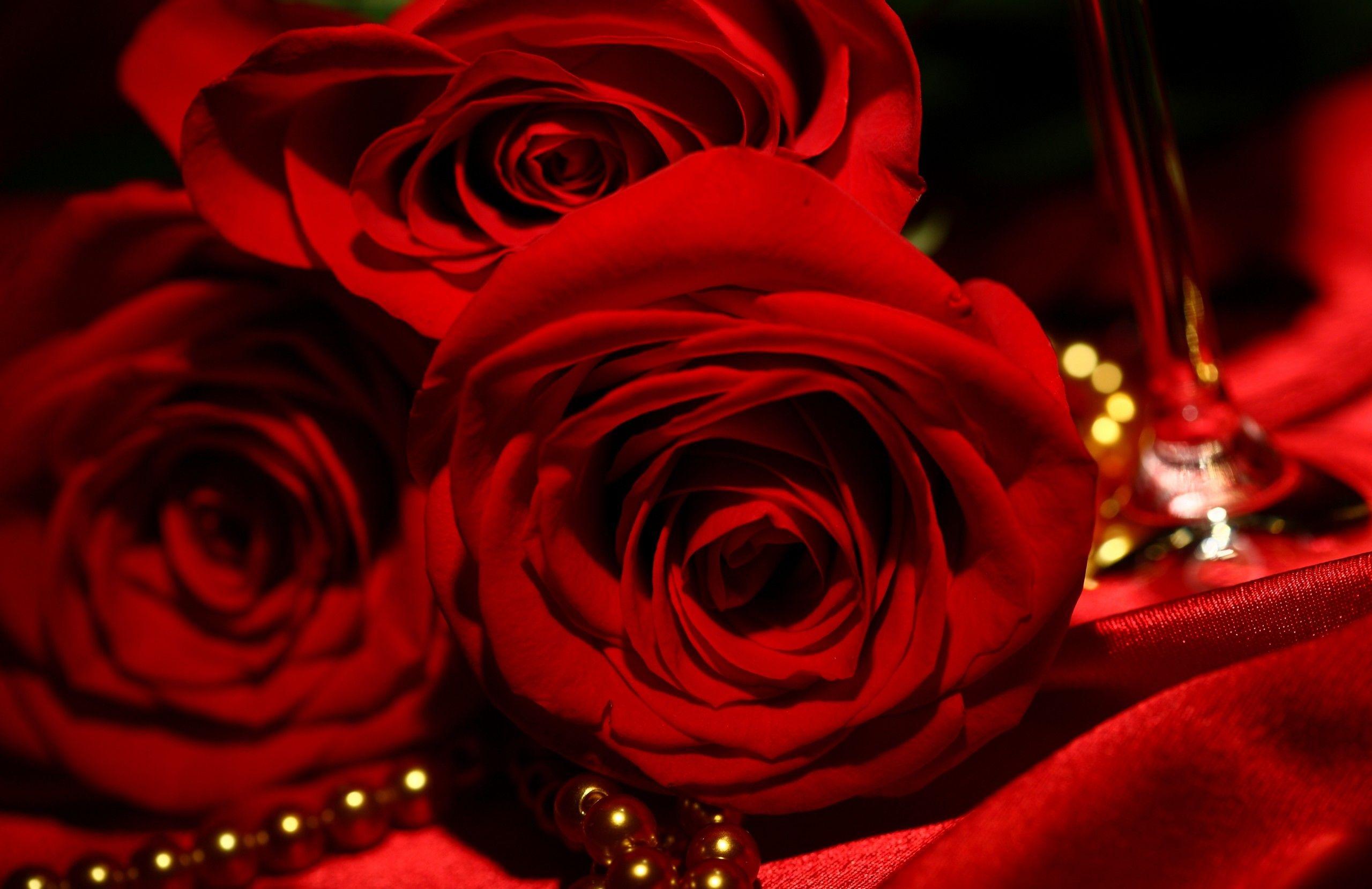 2560x1660 Red Roses Wallpaper
