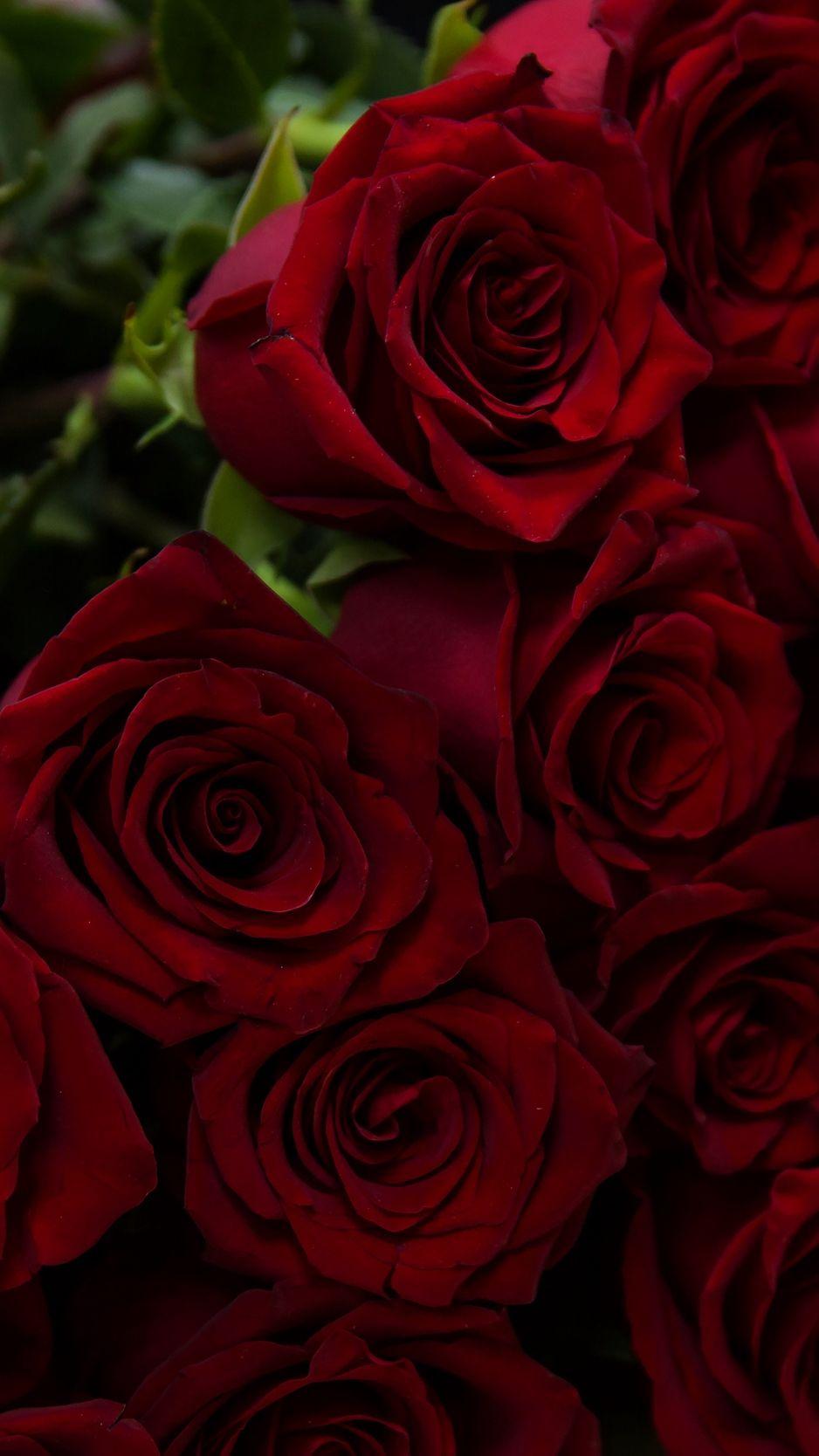 938x1668 Download wallpaper 938x1668 roses, red, bouquet, flowers iphone 8