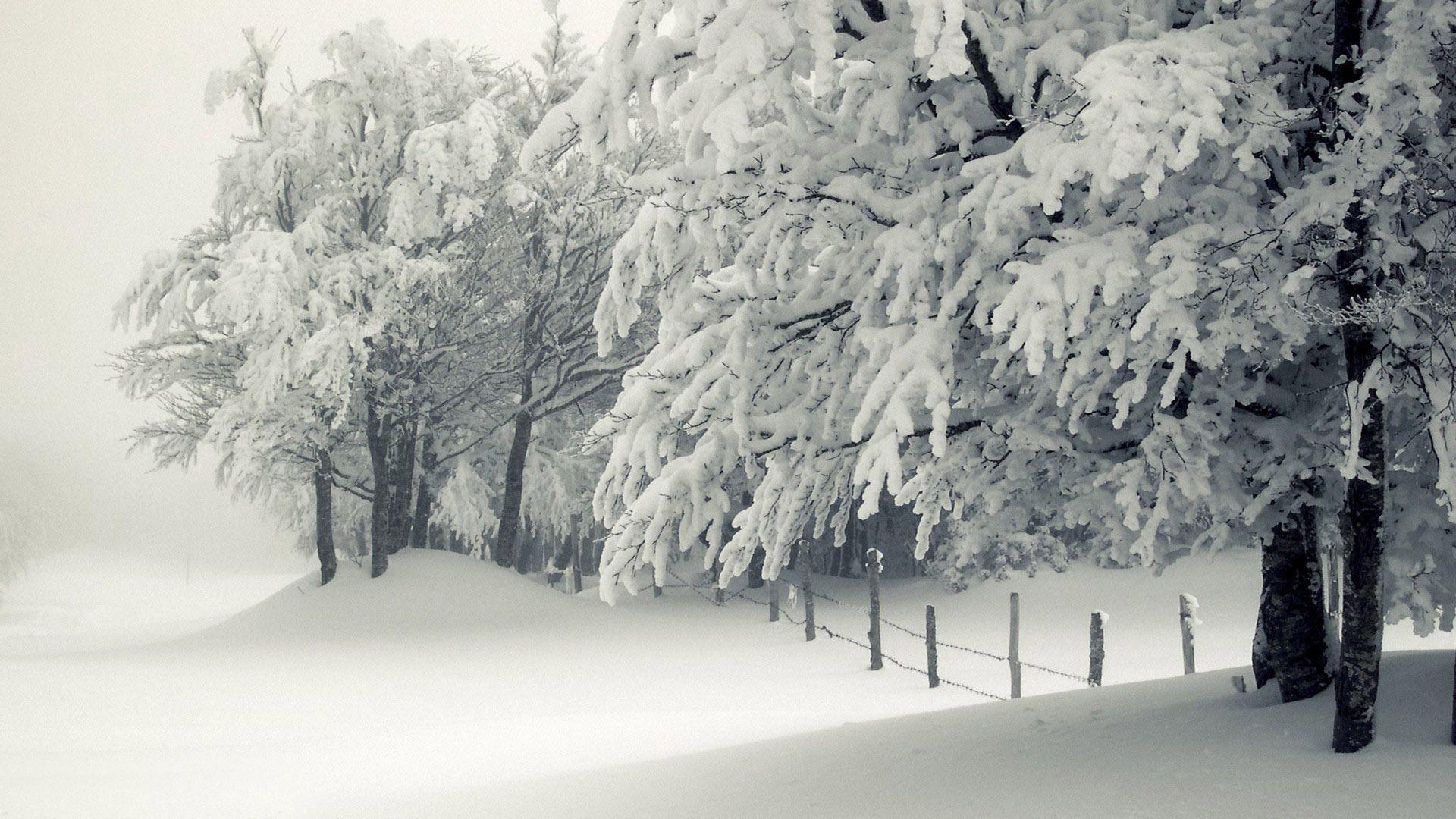 1920x1080 Lovely Snowy Trees Wallpaper