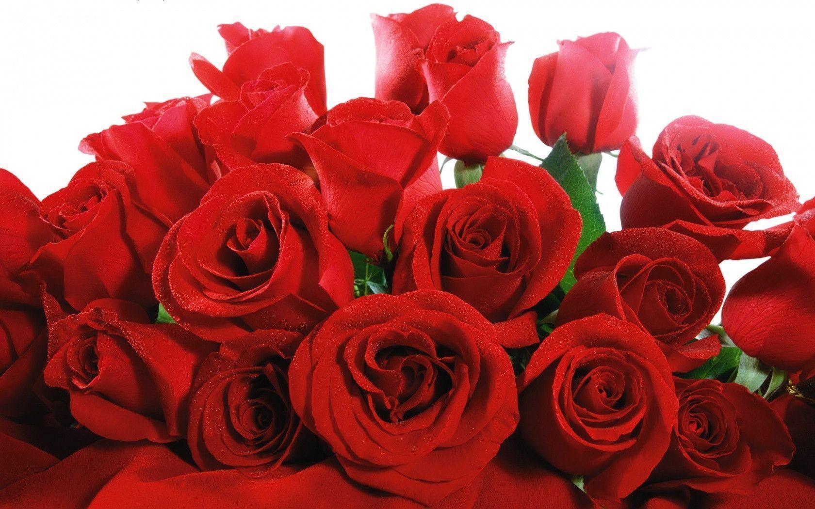 1680x1050 Red Roses Wallpaper