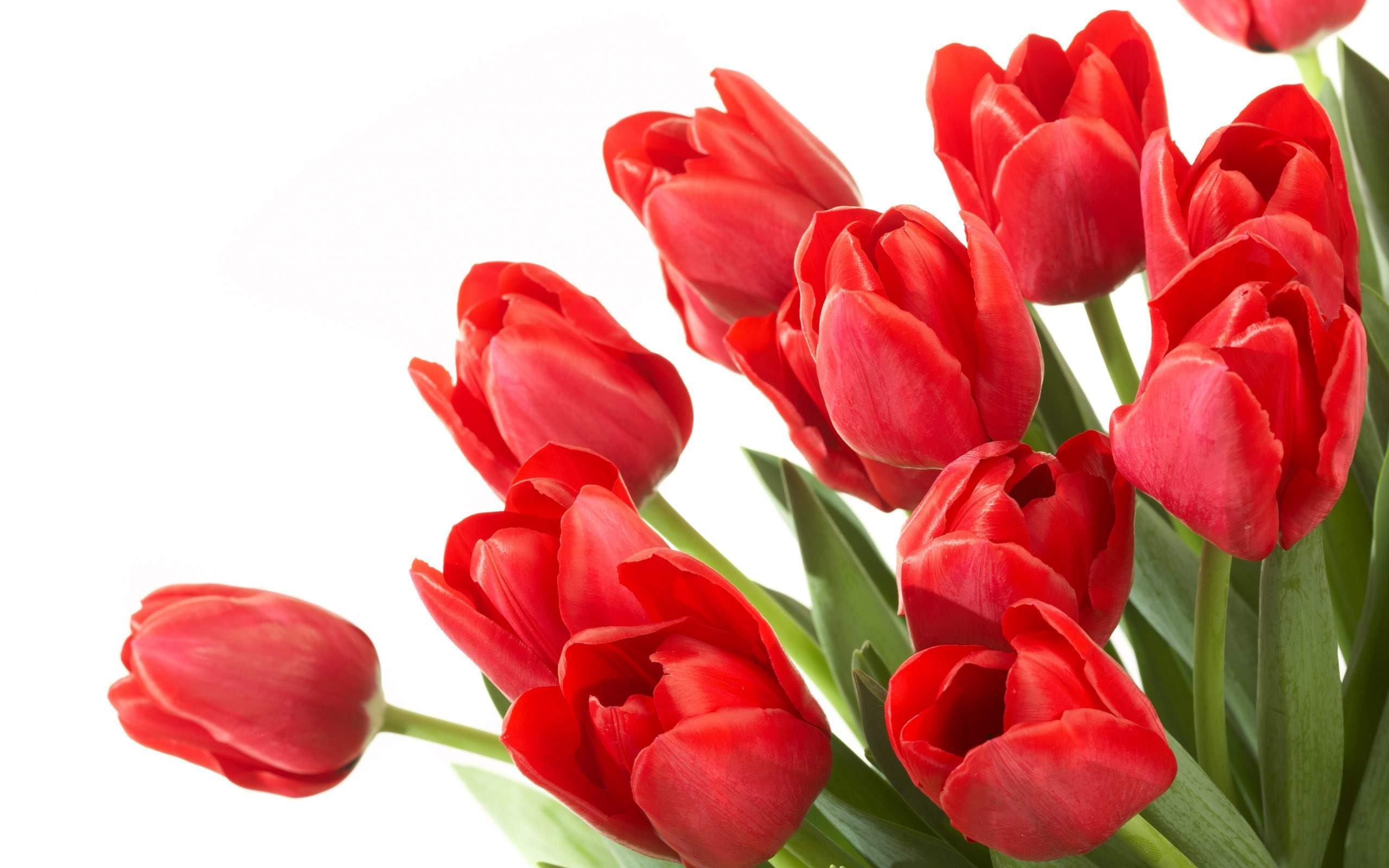 2560x1600 Red Flowers wallpaperx1600