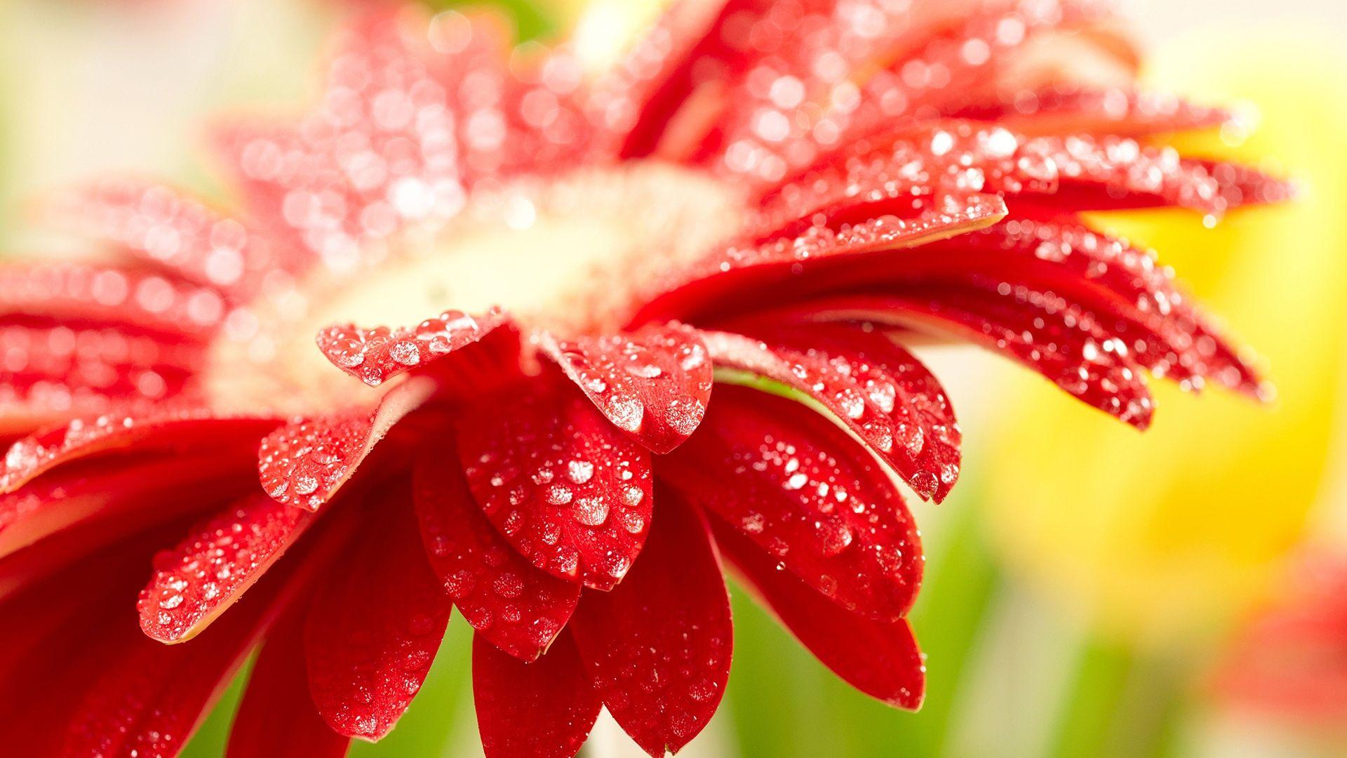 1920x1080 Free download Amazing Red Flower Wallpaper HD Wallpaper