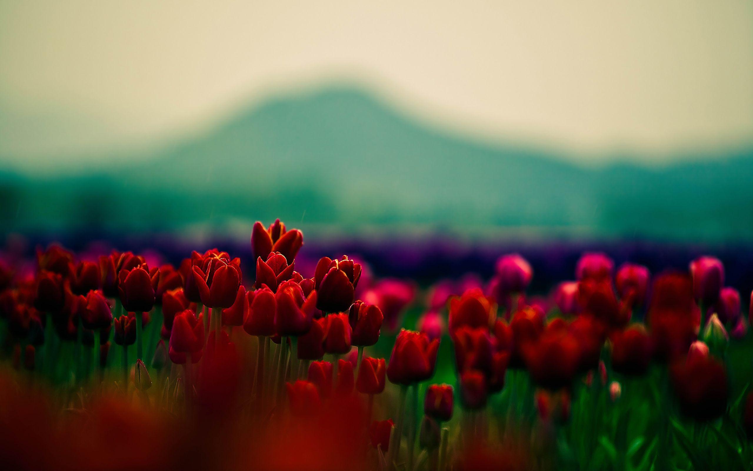 2560x1600 High Resolution Flowers HD Background Wallpaper Red Flowers