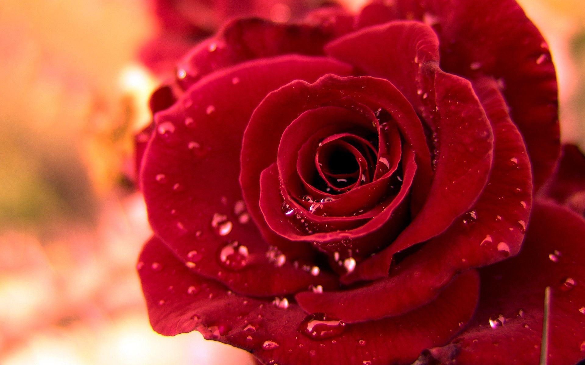1920x1200 Red Roses Wallpaper for Desktop