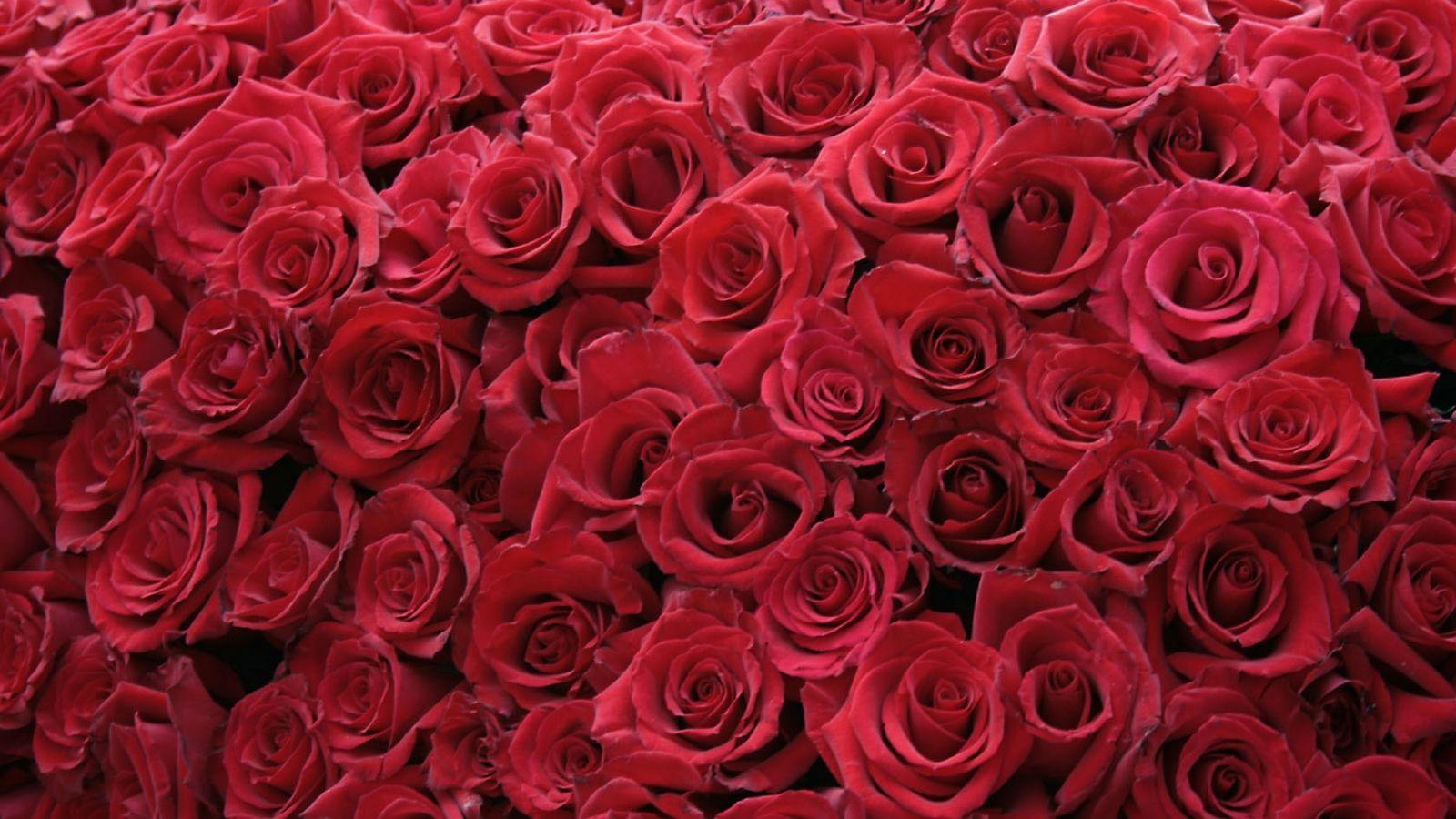 1600x900 Free download Red Roses Wallpaper HD Wallpaper Flowers Wallpaper