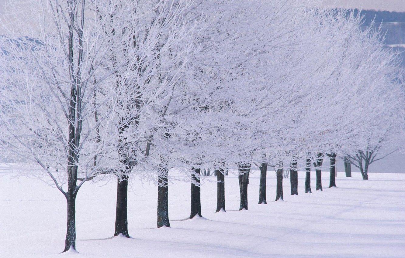 1332x850 Wallpaper trees, landscape, winter, snow, snowy trees image