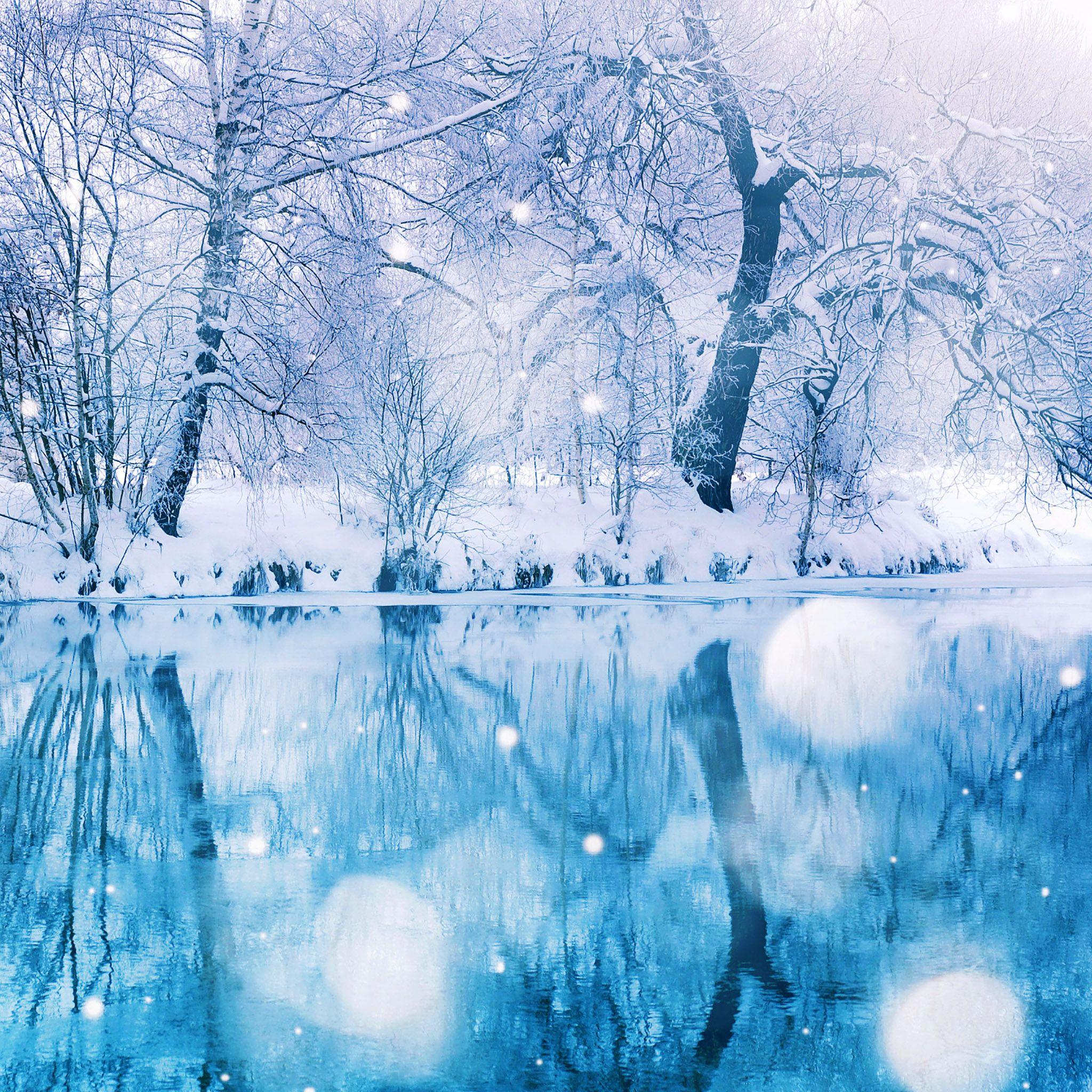 2048x2048 Snowy Trees Wallpaper 67742
