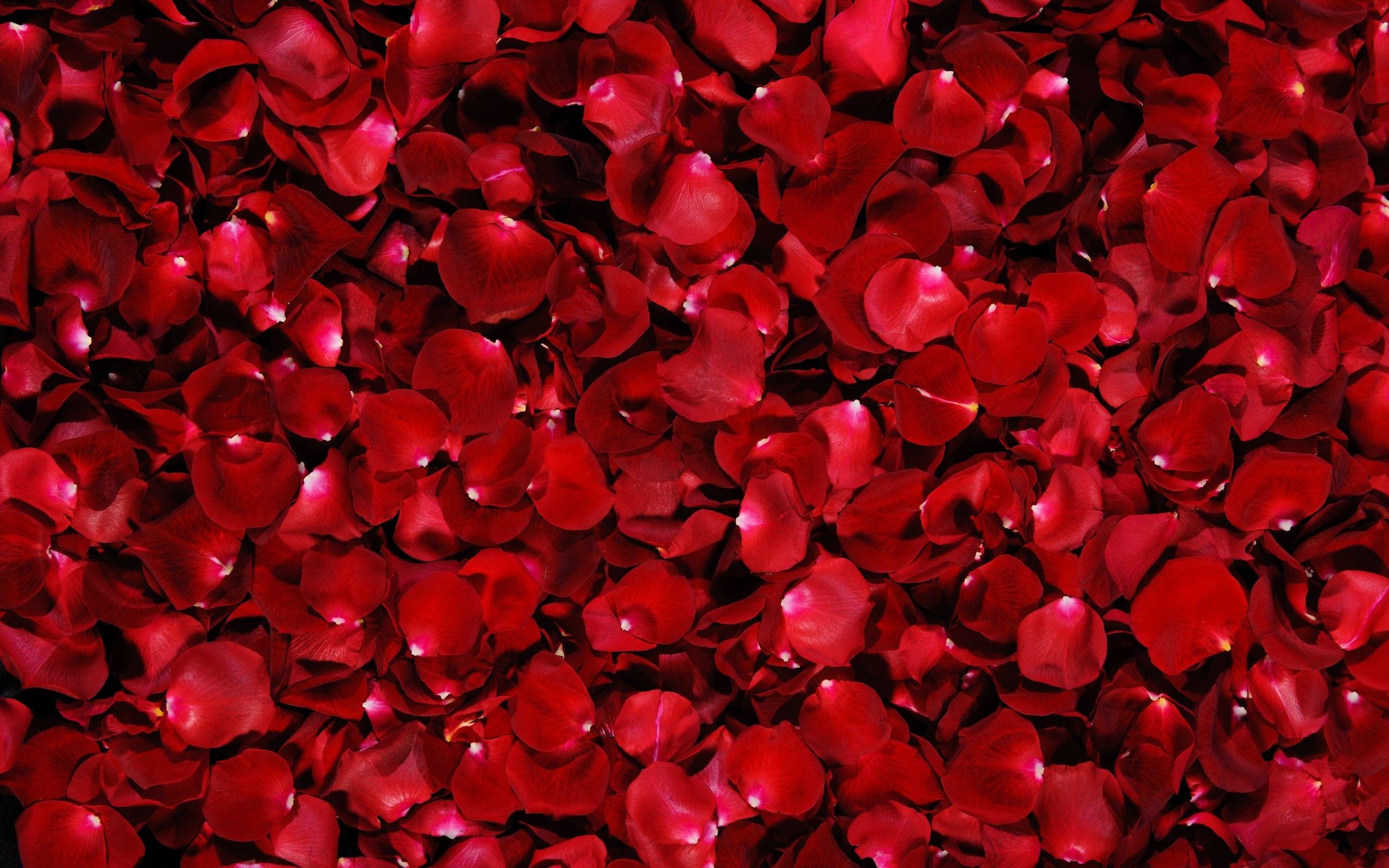 2560x1600 Red Flower Petals wallpaperx1600
