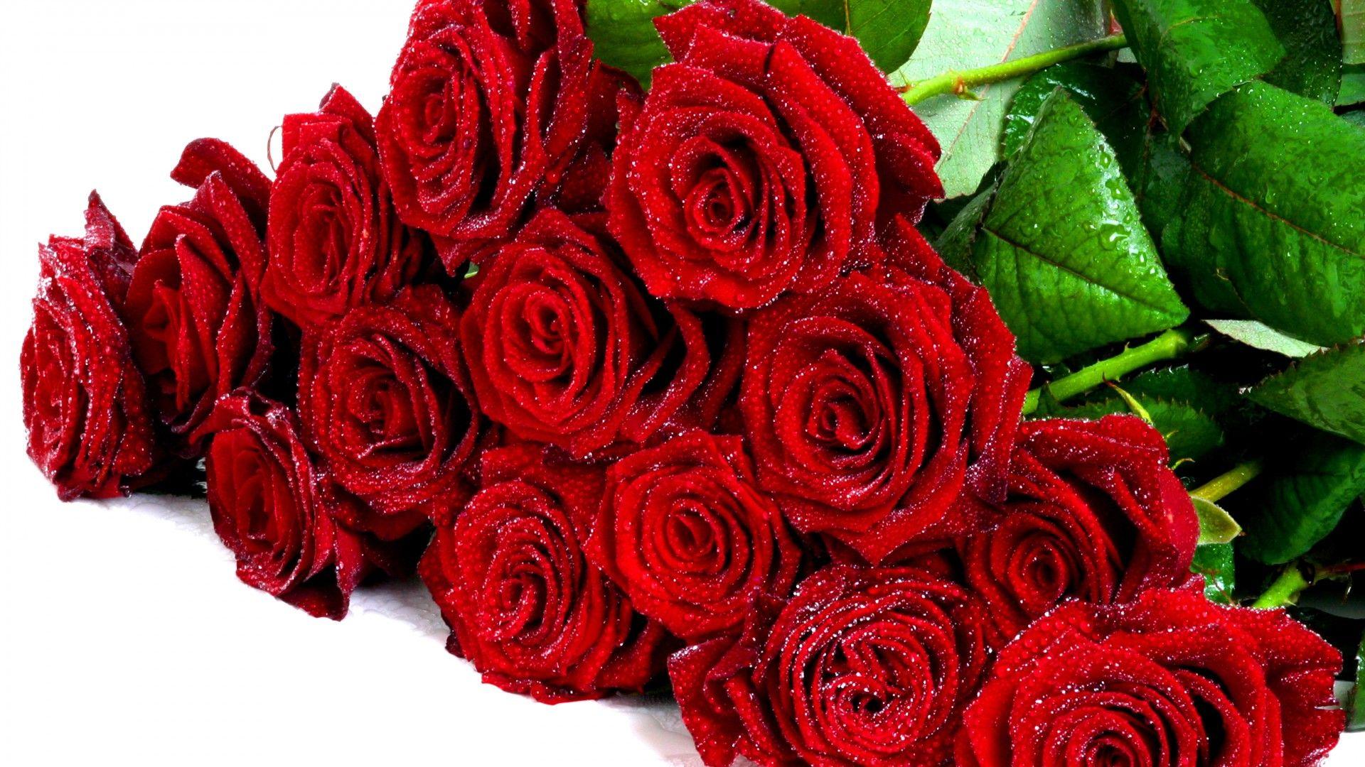 1920x1080 Buket Fresh Red Roses Flower Wallpaper HD :