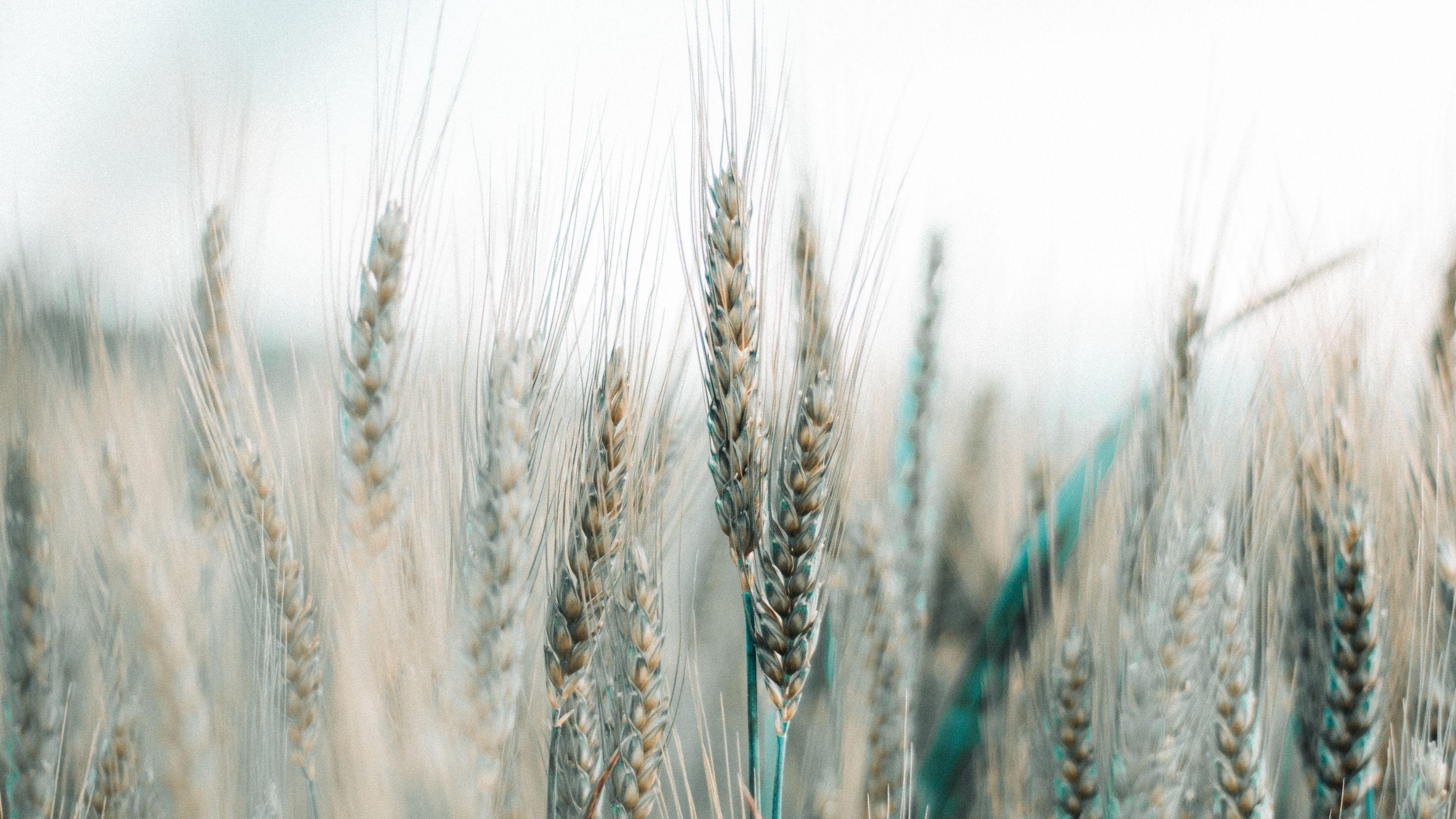 3840x2160 Download wallpaper 3840x2160 spikelets, wheat, field, grains