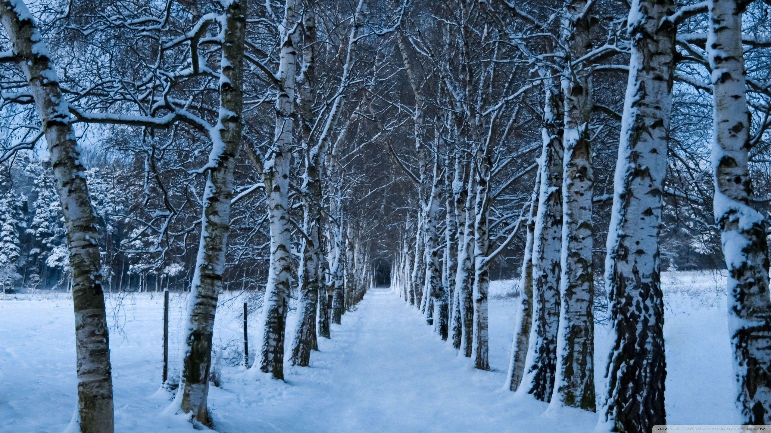 2560x1440 Winter Tree Wallpaper